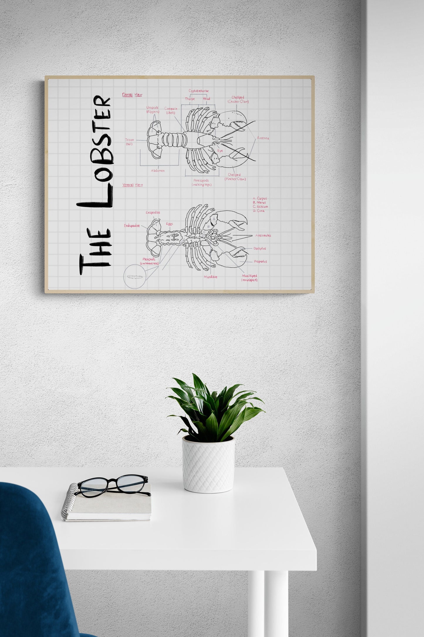 Hand-Drawn Lobster Anatomy Art Print