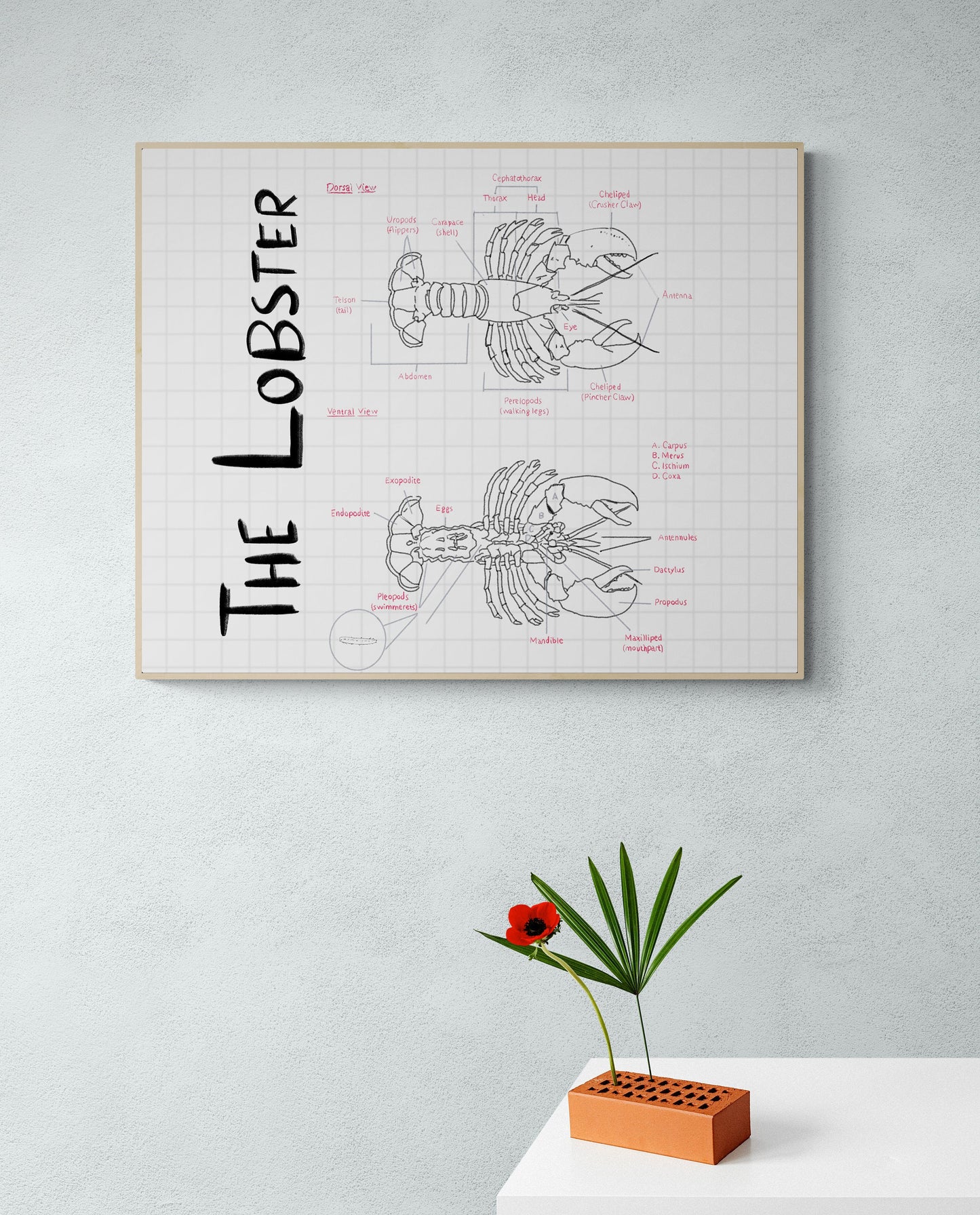 Hand-Drawn Lobster Anatomy Art Print