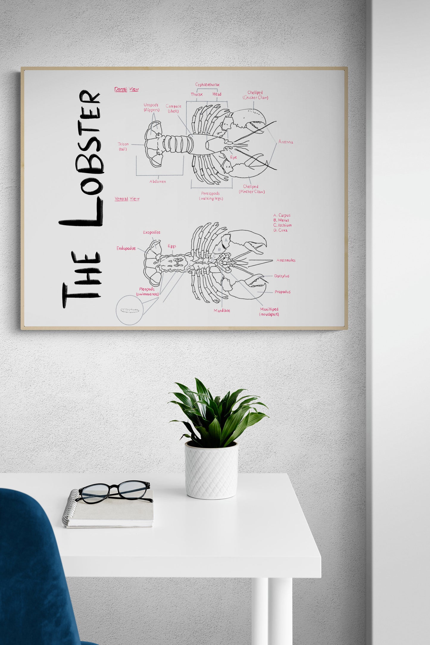 Hand-Drawn Lobster Anatomy Art Print