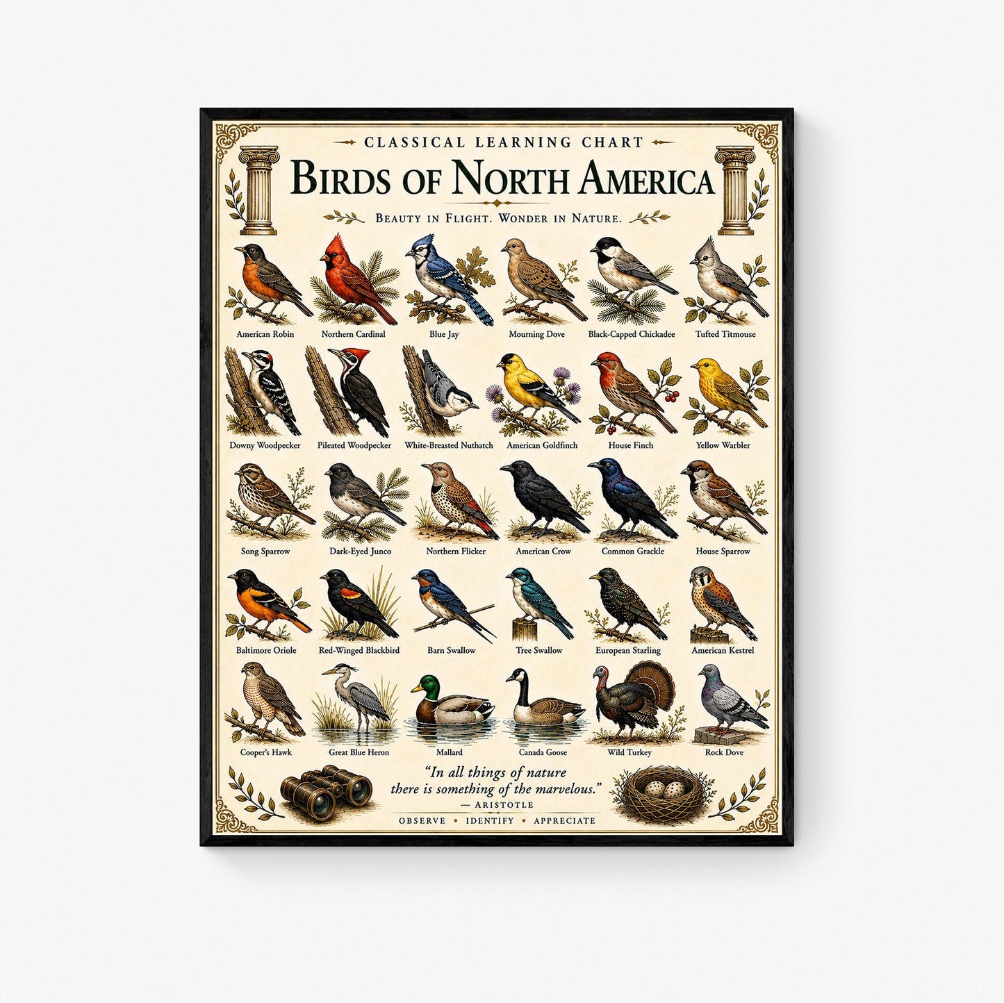 Birds of North America Chart Wall Art Print, Classical Learning Poster, Teacher Classroom Reference, Homeschool, Science Birdwatching Decor