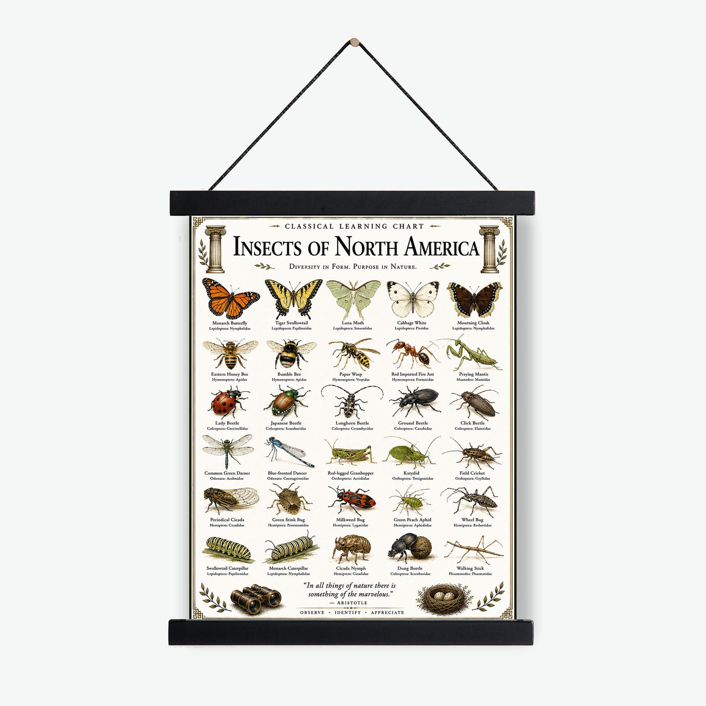 Insects of North America Chart Wall Art Print, Classical Learning Poster, Teacher Classroom Reference, Homeschool, Science Room Decor