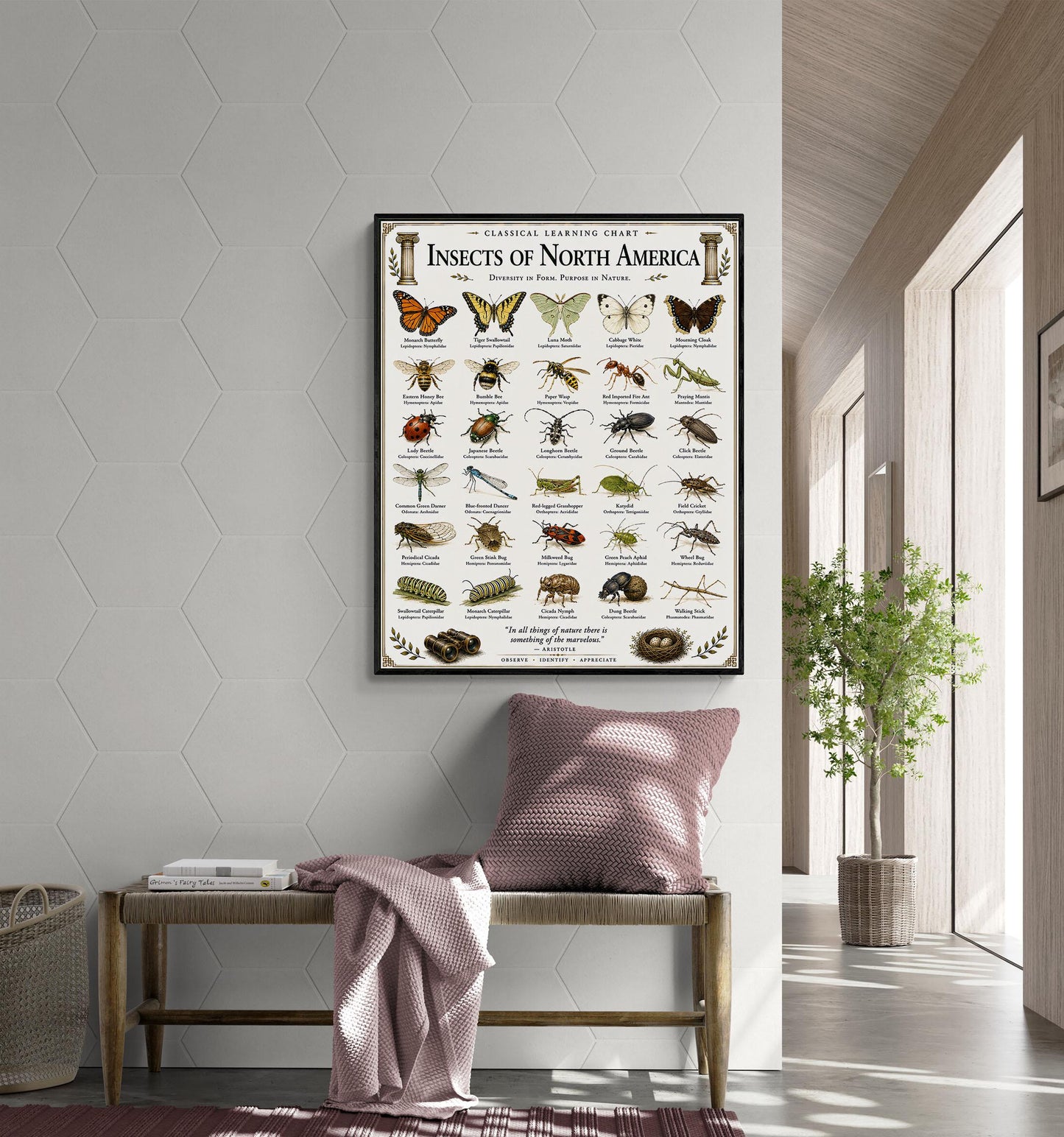 Insects of North America Chart Wall Art Print, Classical Learning Poster, Teacher Classroom Reference, Homeschool, Science Room Decor