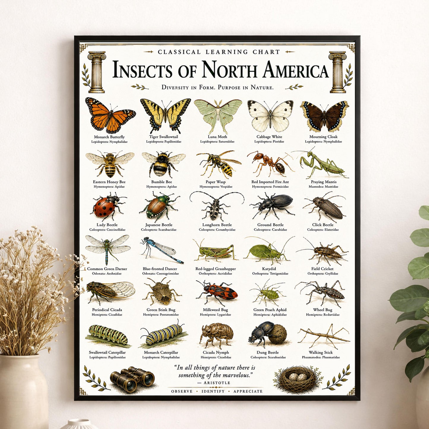 Insects of North America Chart Wall Art Print, Classical Learning Poster, Teacher Classroom Reference, Homeschool, Science Room Decor