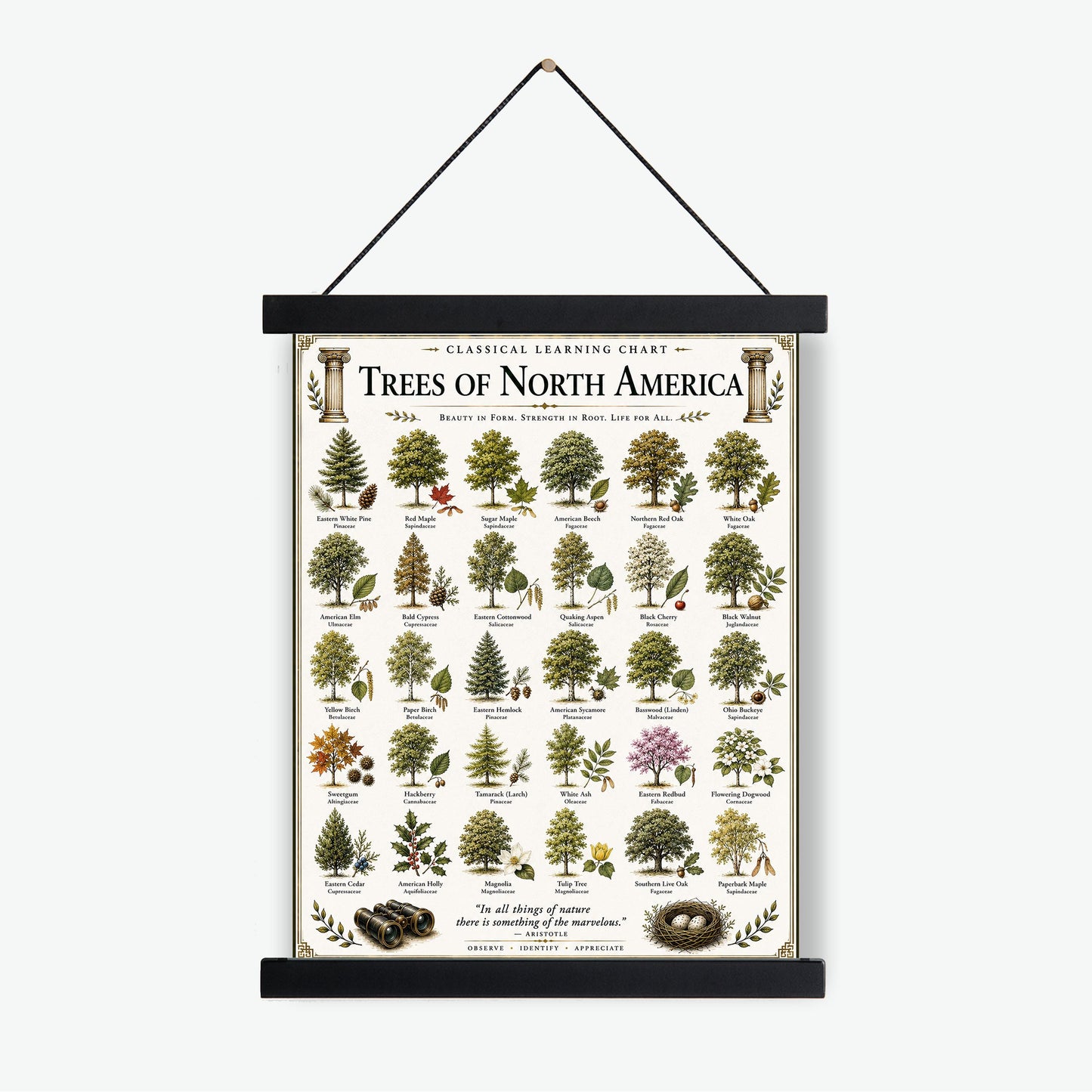 Trees of North America Chart Wall Art Print, Classical Learning Poster, Teacher Classroom Reference, Homeschool, Science Room Decor