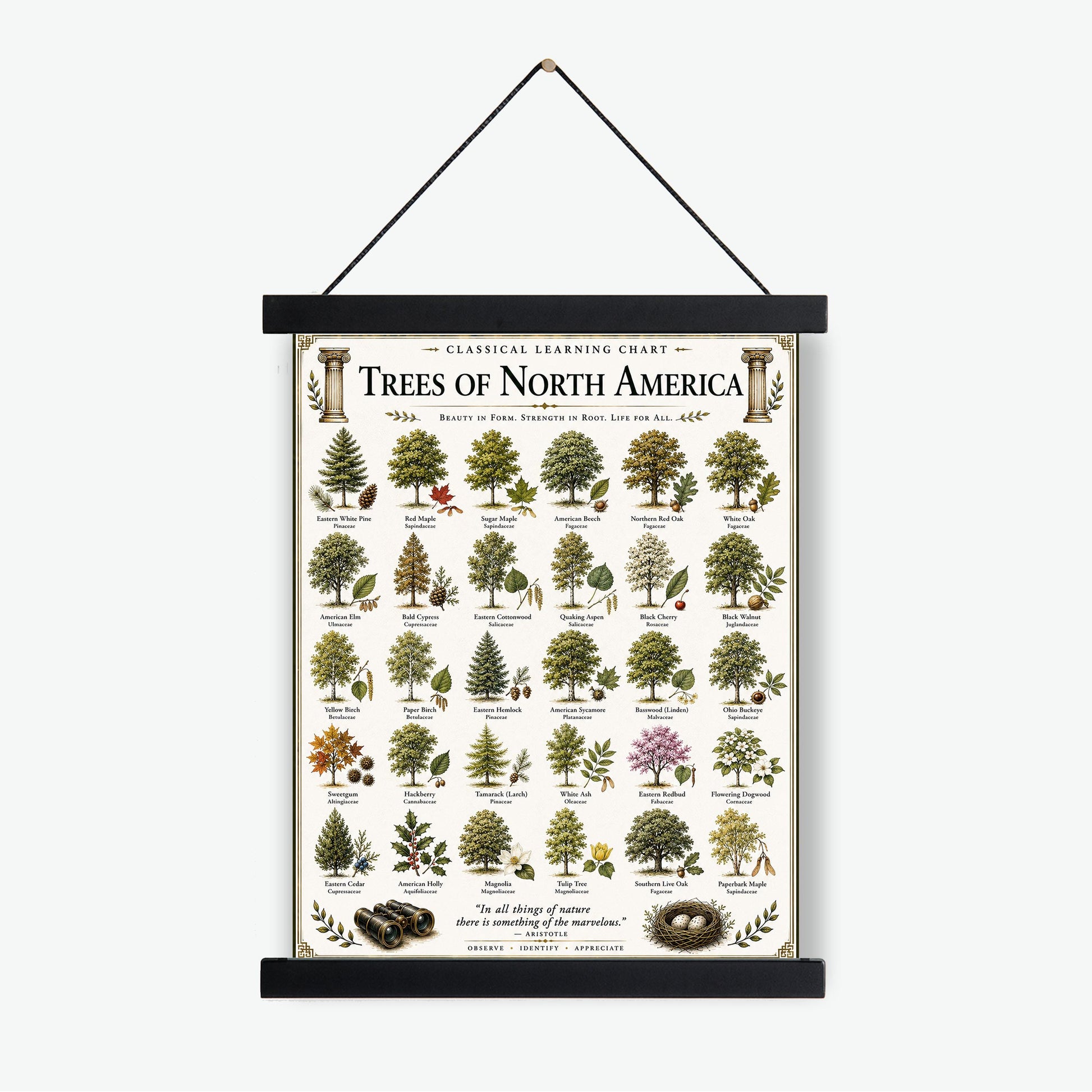 Trees of North America Chart Wall Art Print, Classical Learning Poster, Teacher Classroom Reference, Homeschool, Science Room Decor