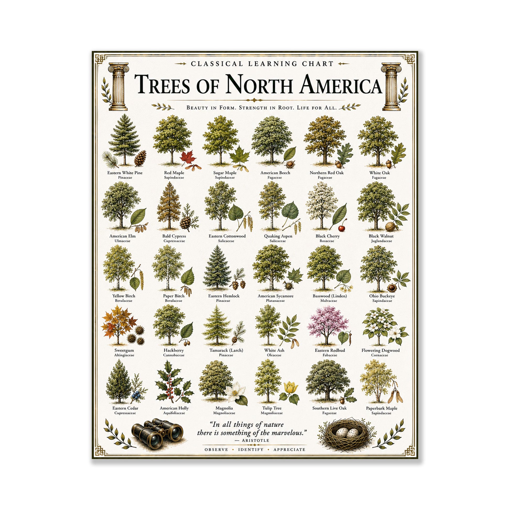 Trees of North America Chart Wall Art Print, Classical Learning Poster, Teacher Classroom Reference, Homeschool, Science Room Decor