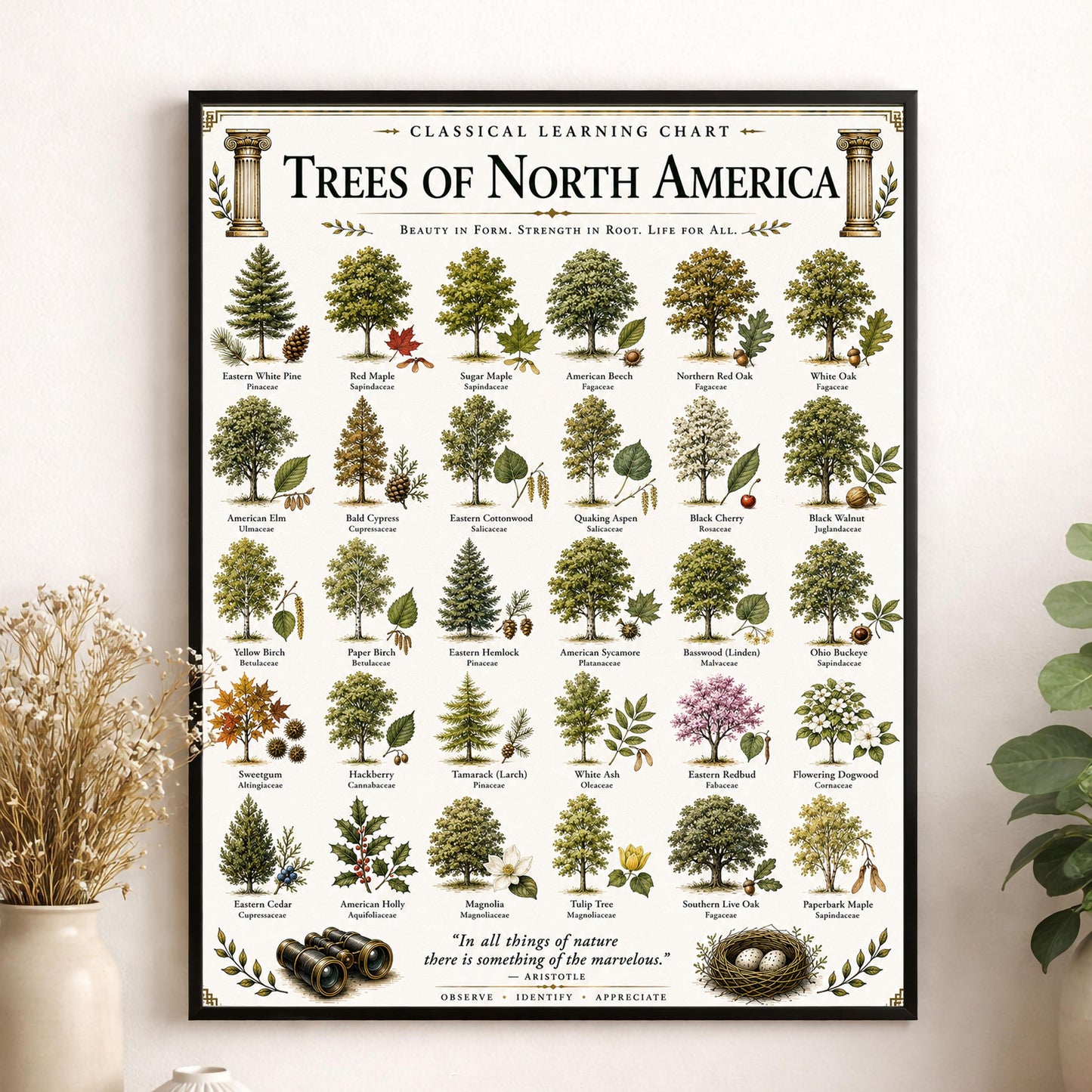 Trees of North America Chart Wall Art Print, Classical Learning Poster, Teacher Classroom Reference, Homeschool, Science Room Decor