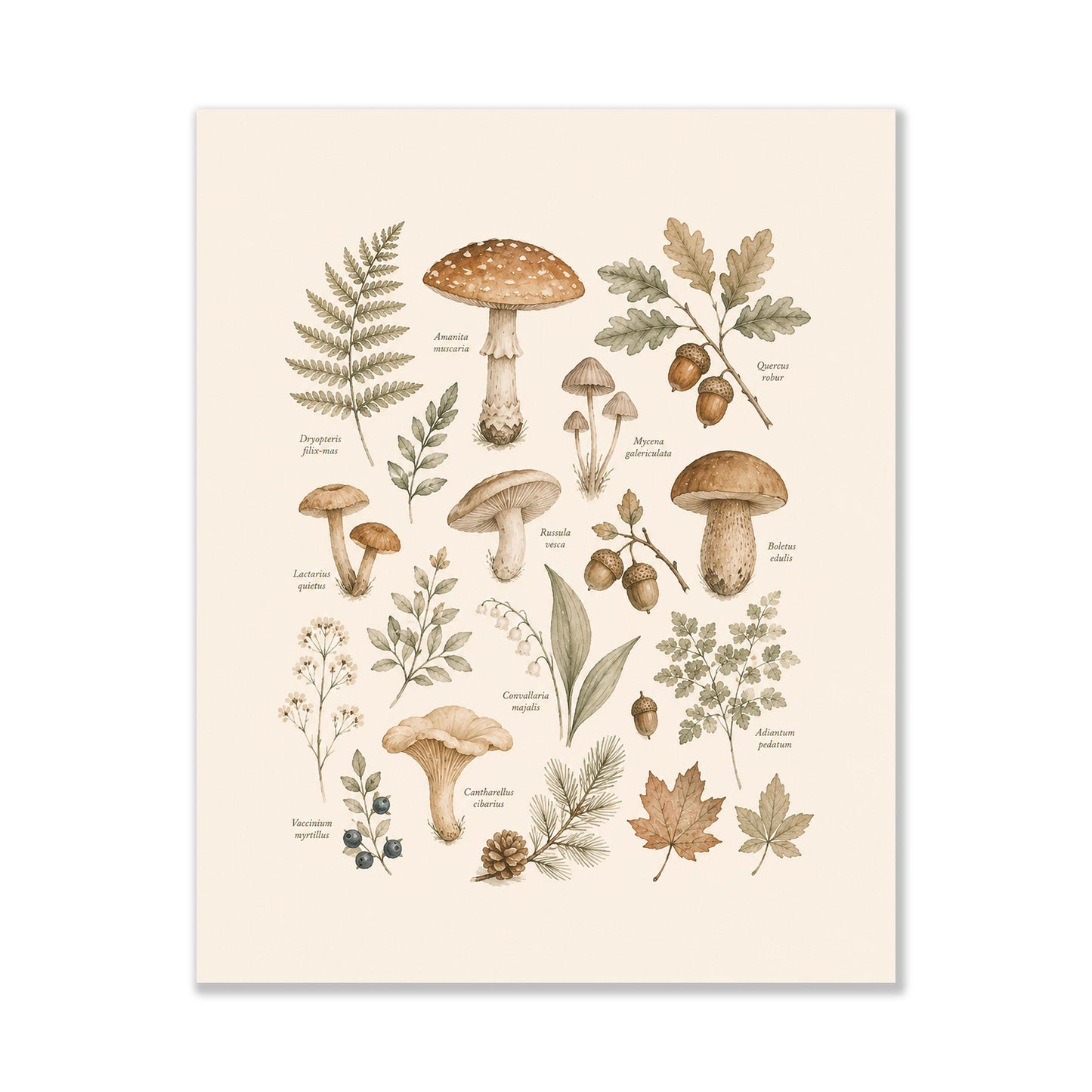 Vintage Botanical Mushroom Nursery Wall Art Print | Children’s Home Decor | For Boy | Kids | Girl | Cottage core | Natural History Artwork