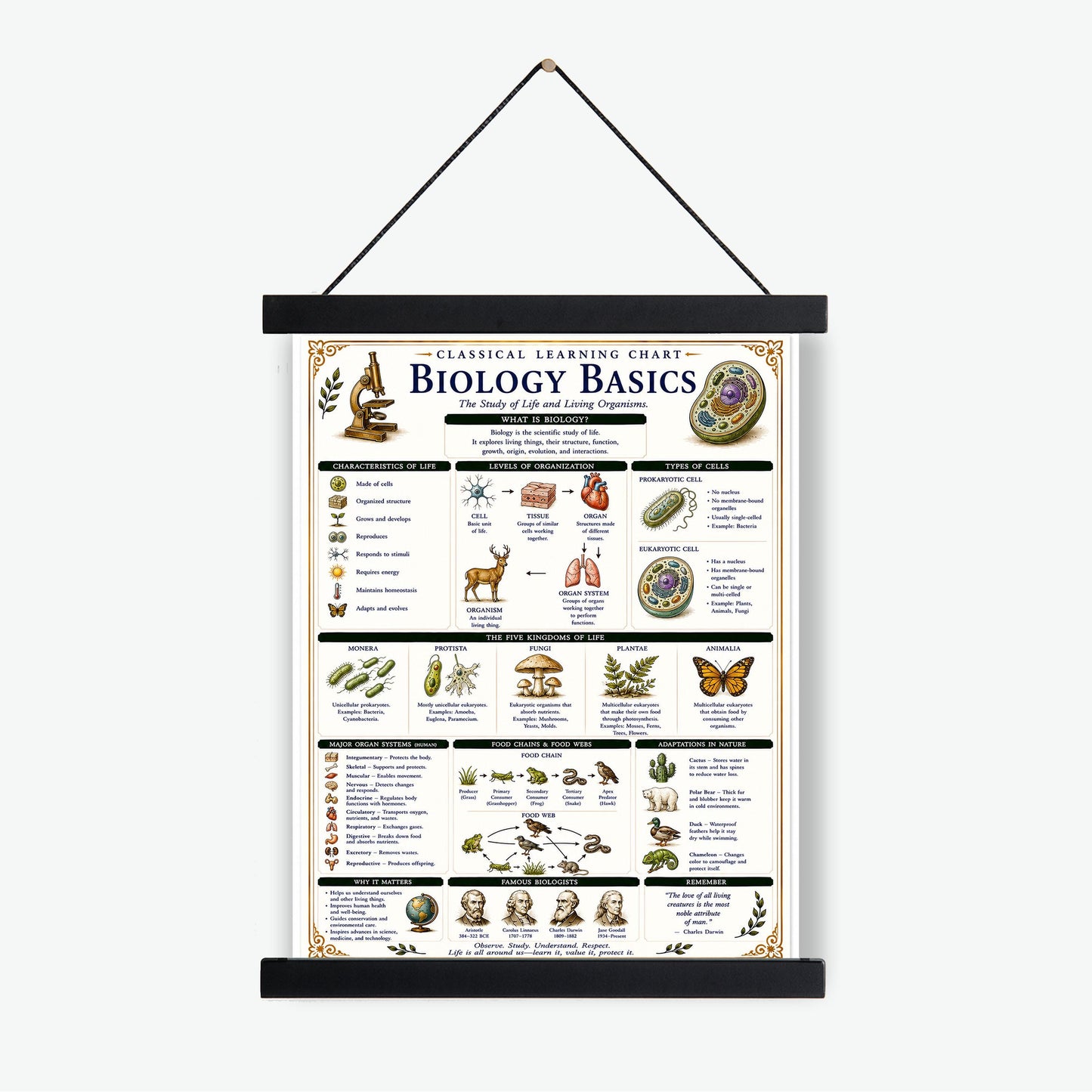 Biology Basics Chart Wall Art Print, Classical Learning Poster, STEM Teacher Classroom Reference, Homeschool, Physical Science Room Decor