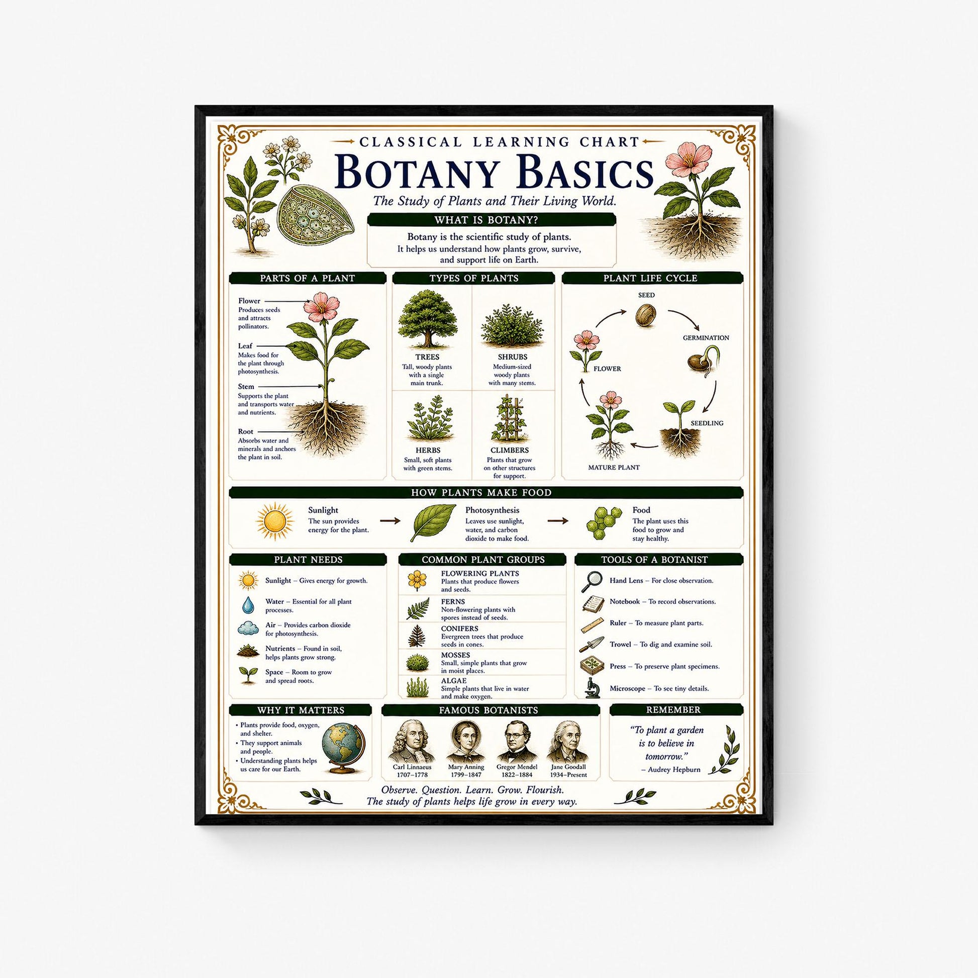 Botany Basics Chart Wall Art Print, Classical Learning Poster, STEM Teacher Classroom Reference, Homeschool, Plant Science Room Decor