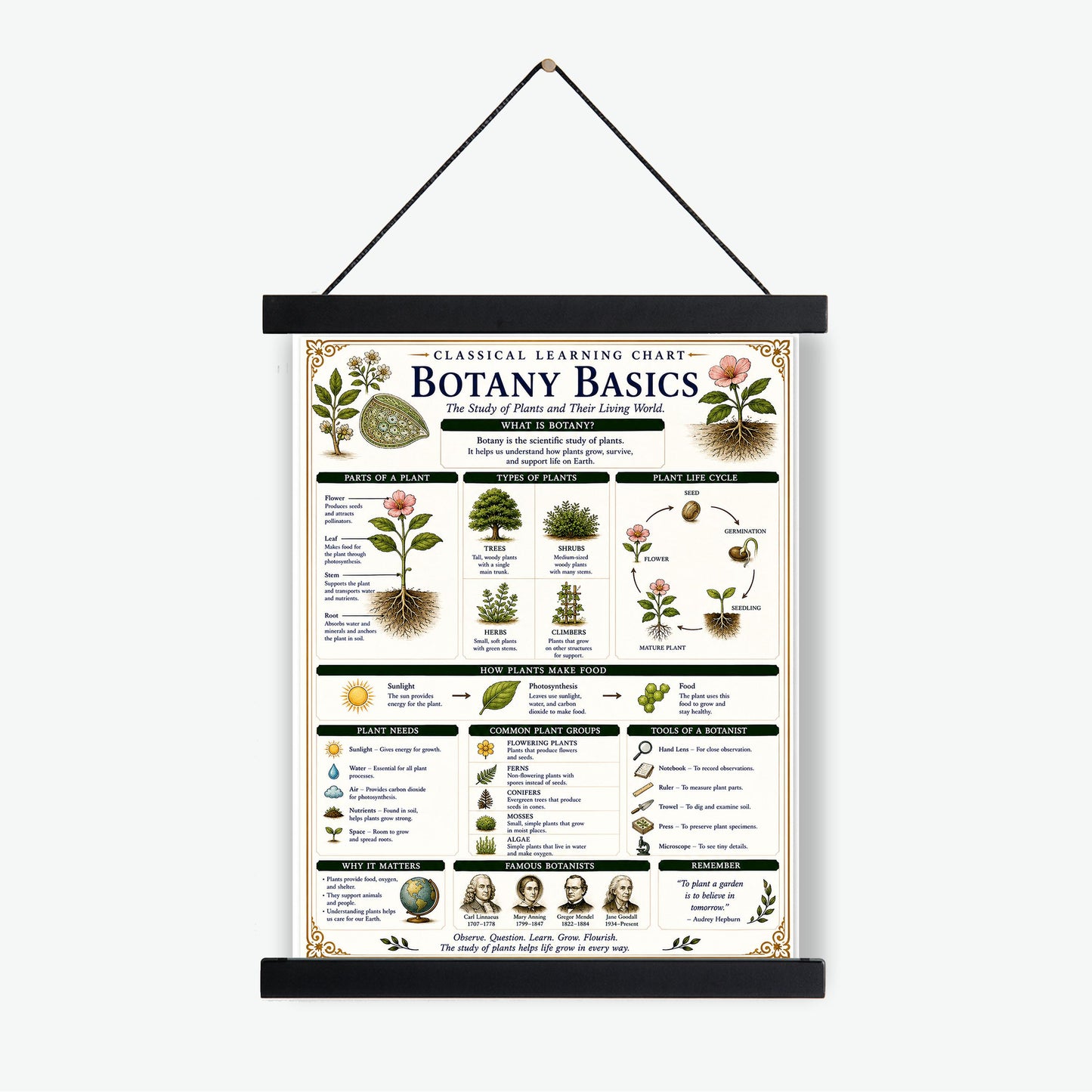 Botany Basics Chart Wall Art Print, Classical Learning Poster, STEM Teacher Classroom Reference, Homeschool, Plant Science Room Decor