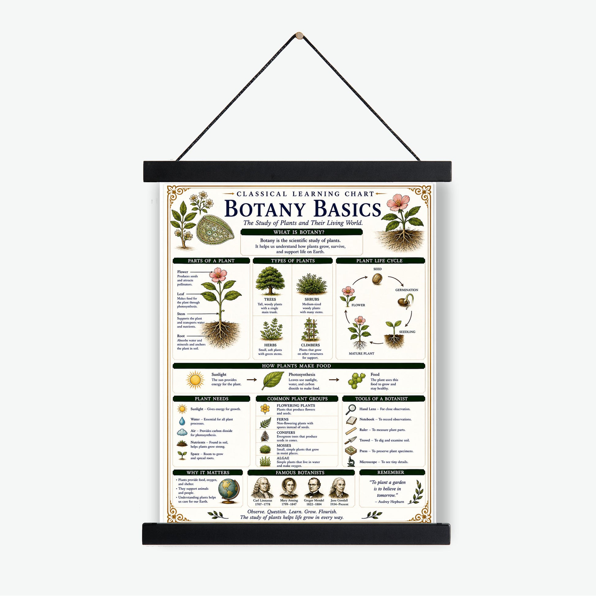 Botany Basics Chart Wall Art Print, Classical Learning Poster, STEM Teacher Classroom Reference, Homeschool, Plant Science Room Decor