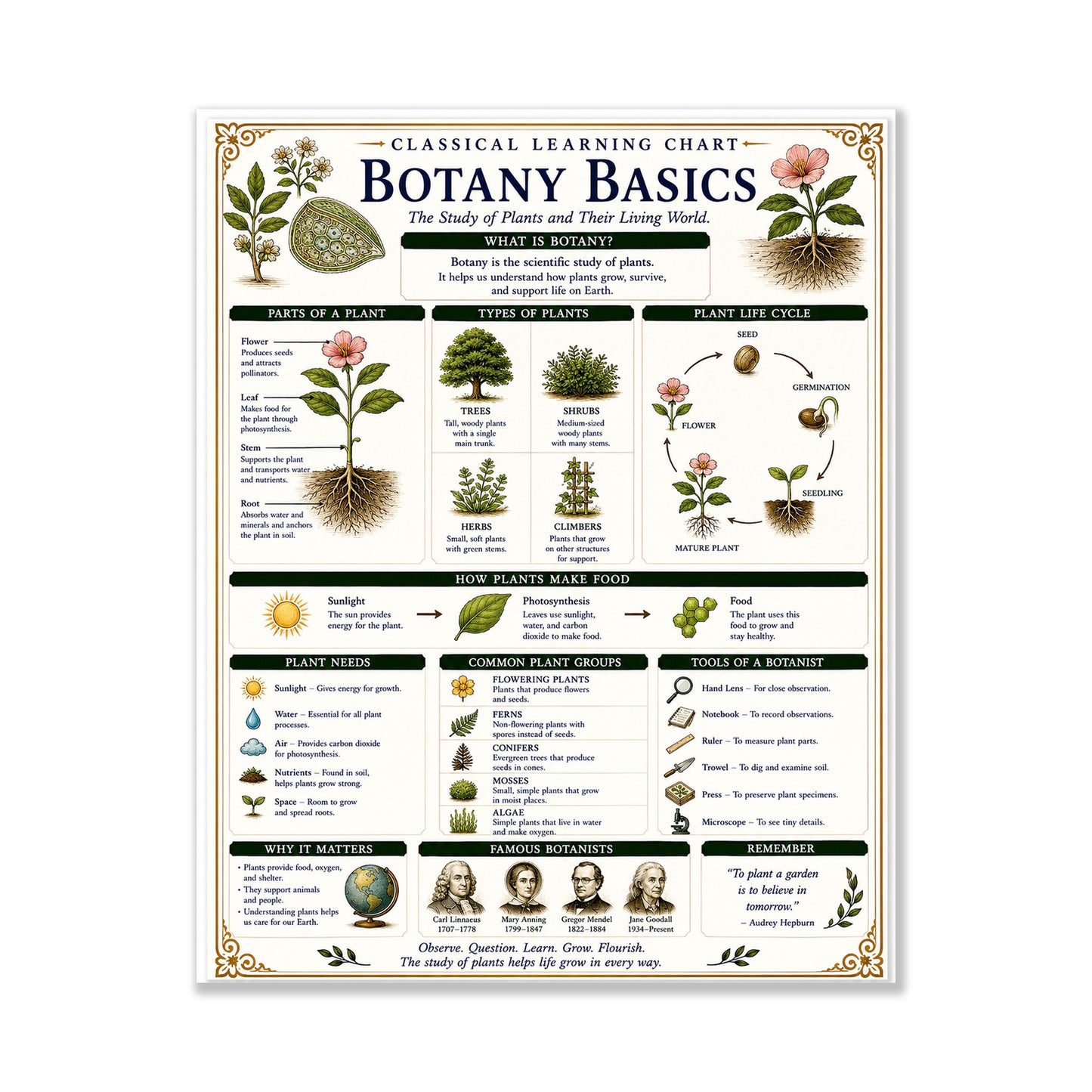 Botany Basics Chart Wall Art Print, Classical Learning Poster, STEM Teacher Classroom Reference, Homeschool, Plant Science Room Decor