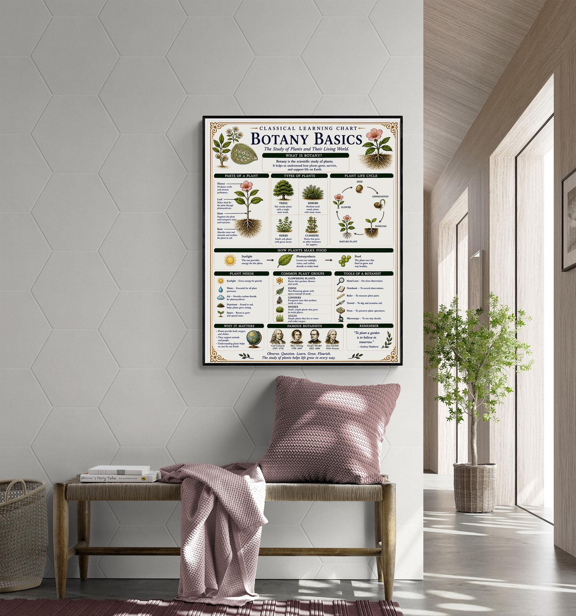 Botany Basics Chart Wall Art Print, Classical Learning Poster, STEM Teacher Classroom Reference, Homeschool, Plant Science Room Decor