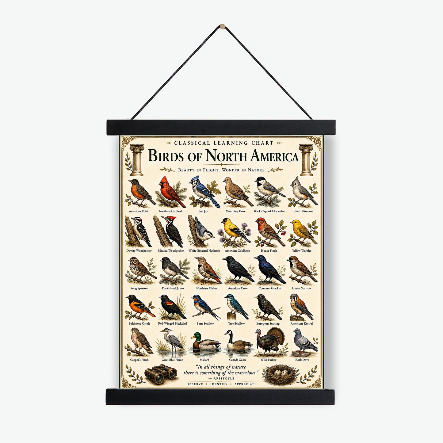Birds of North America Chart Wall Art Print, Classical Learning Poster, Teacher Classroom Reference, Homeschool, Science Birdwatching Decor