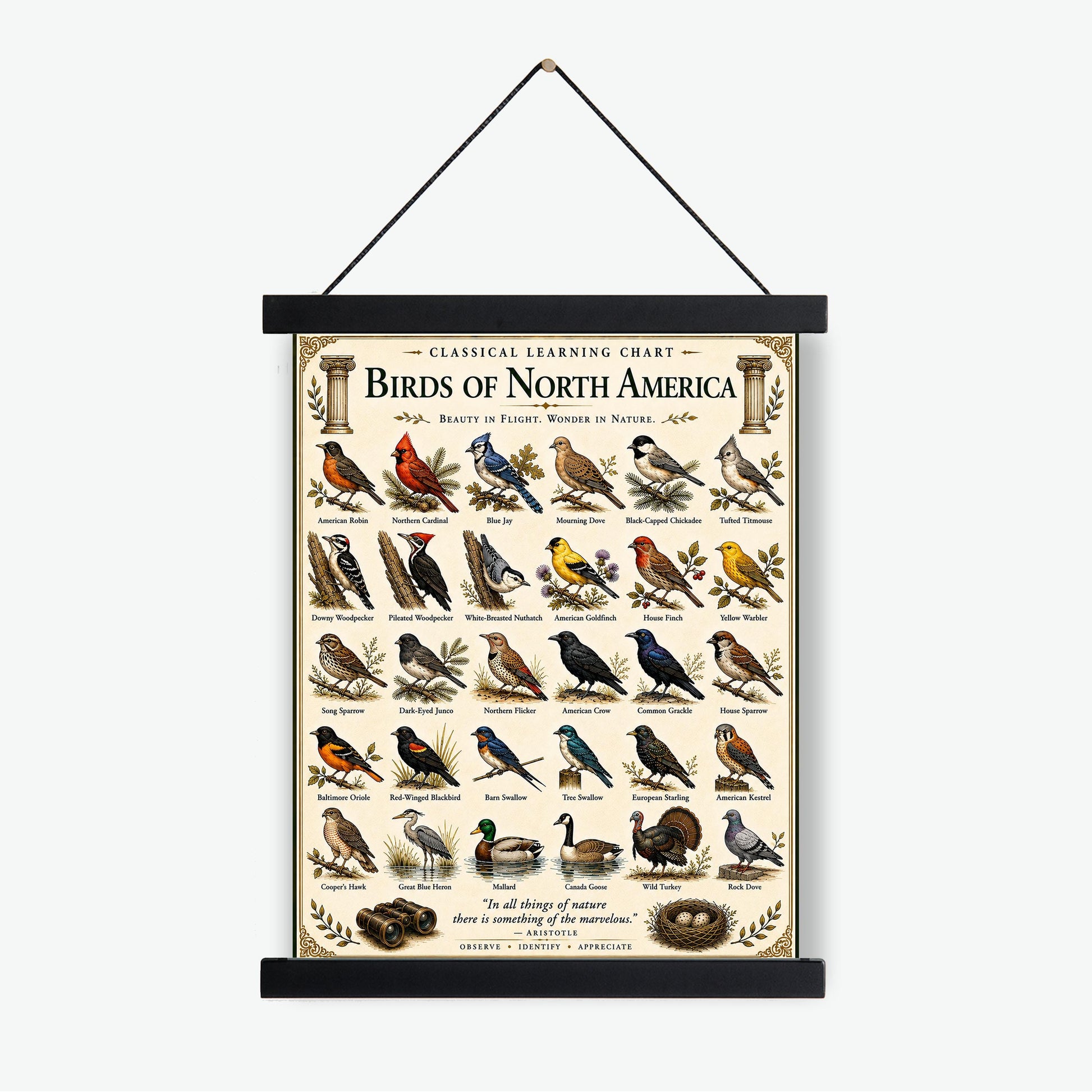 Birds of North America Chart Wall Art Print, Classical Learning Poster, Teacher Classroom Reference, Homeschool, Science Birdwatching Decor