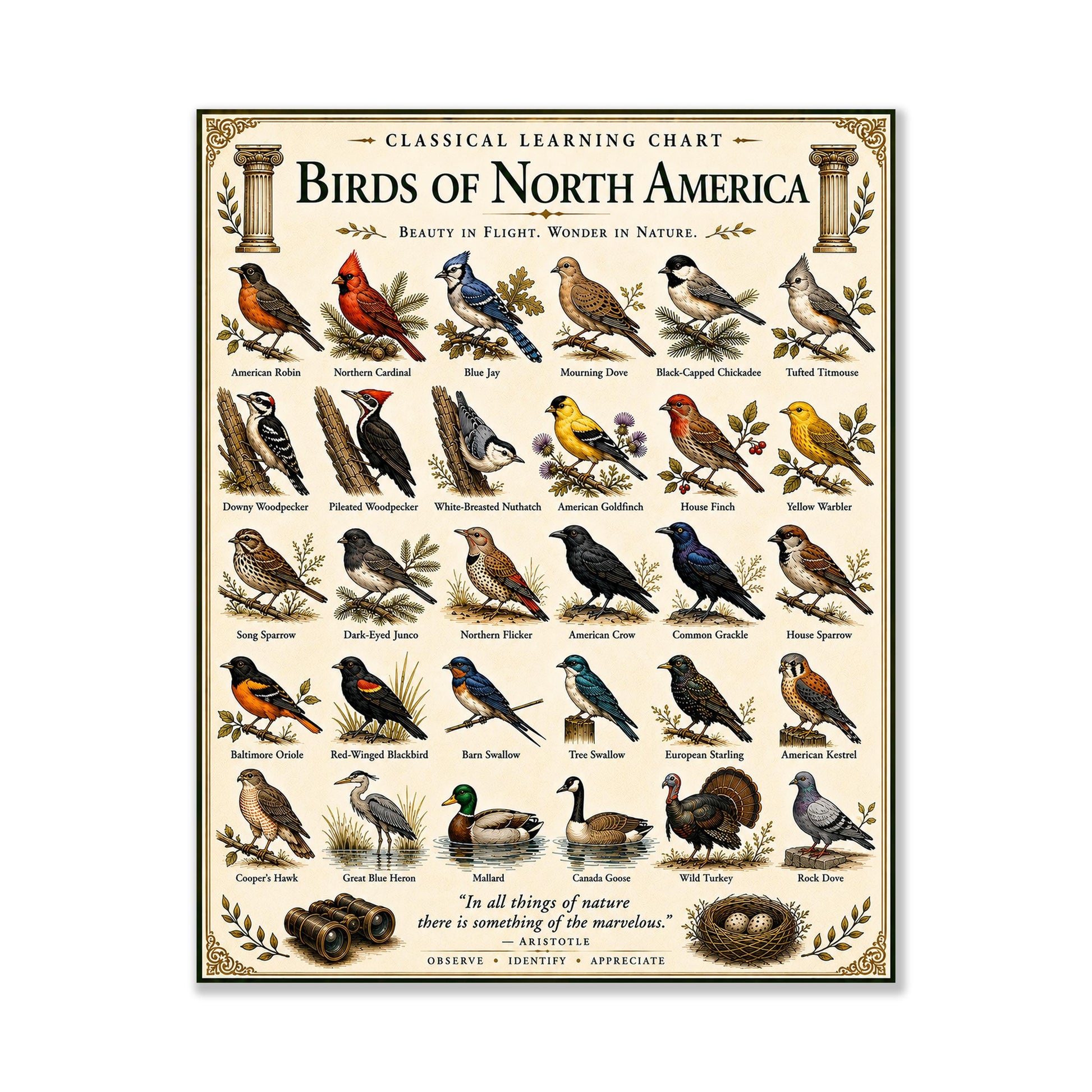 Birds of North America Chart Wall Art Print, Classical Learning Poster, Teacher Classroom Reference, Homeschool, Science Birdwatching Decor