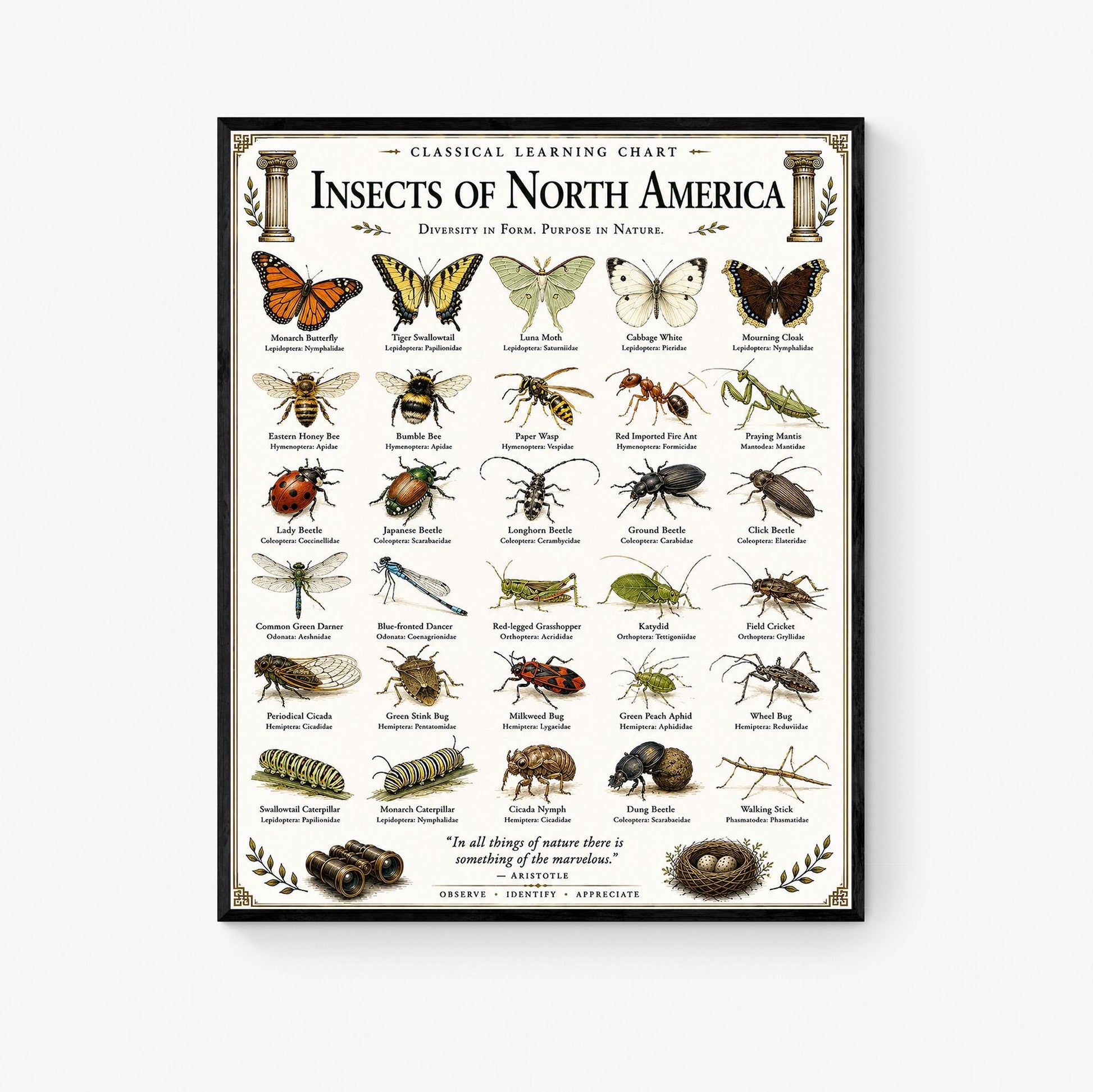 Insects of North America Chart Wall Art Print, Classical Learning Poster, Teacher Classroom Reference, Homeschool, Science Room Decor