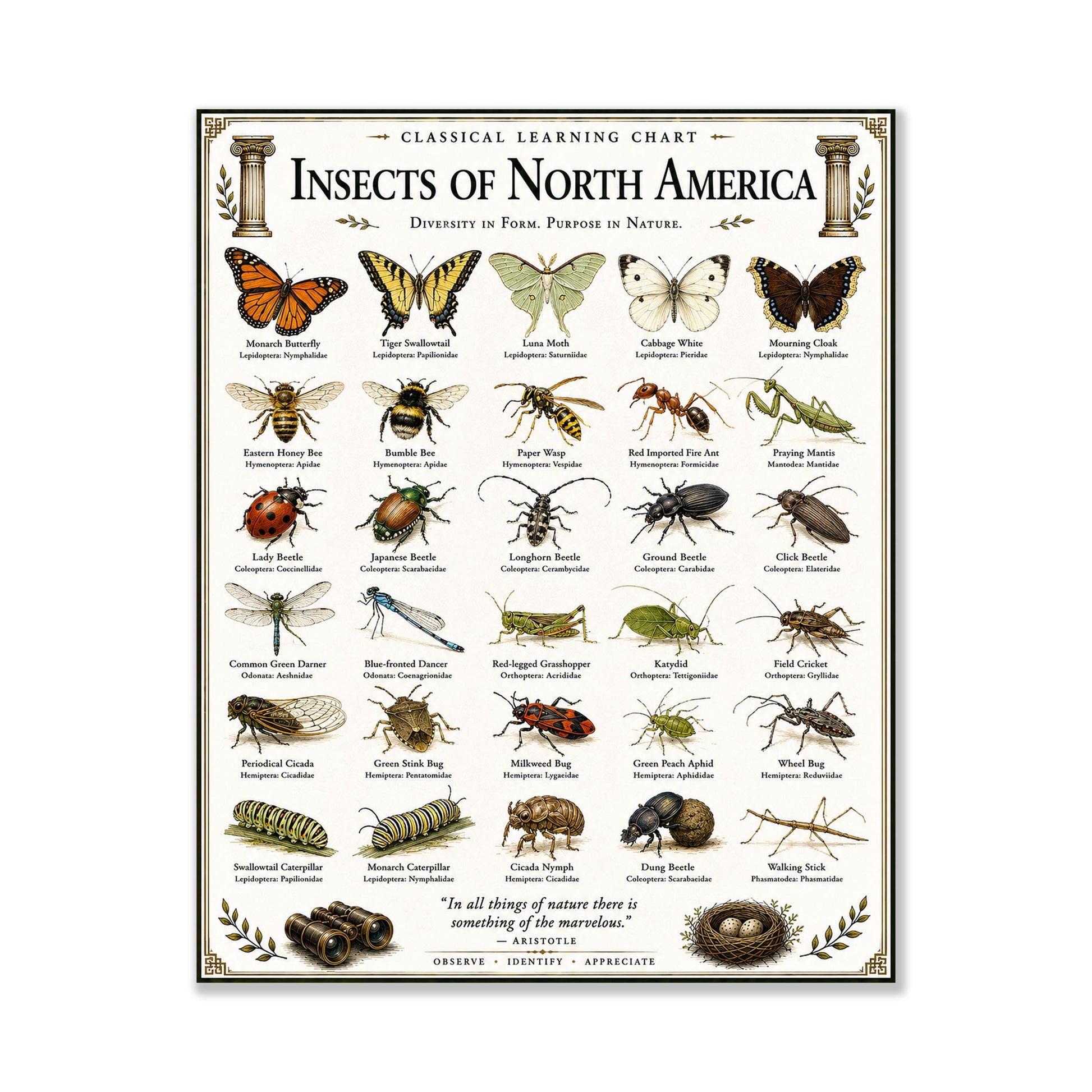 Insects of North America Chart Wall Art Print, Classical Learning Poster, Teacher Classroom Reference, Homeschool, Science Room Decor