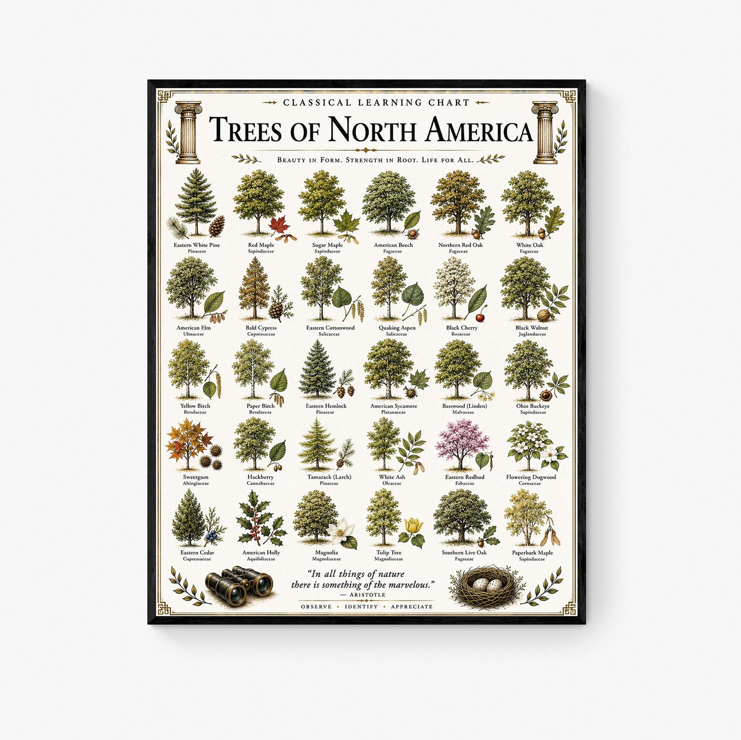 Trees of North America Chart Wall Art Print, Classical Learning Poster, Teacher Classroom Reference, Homeschool, Science Room Decor