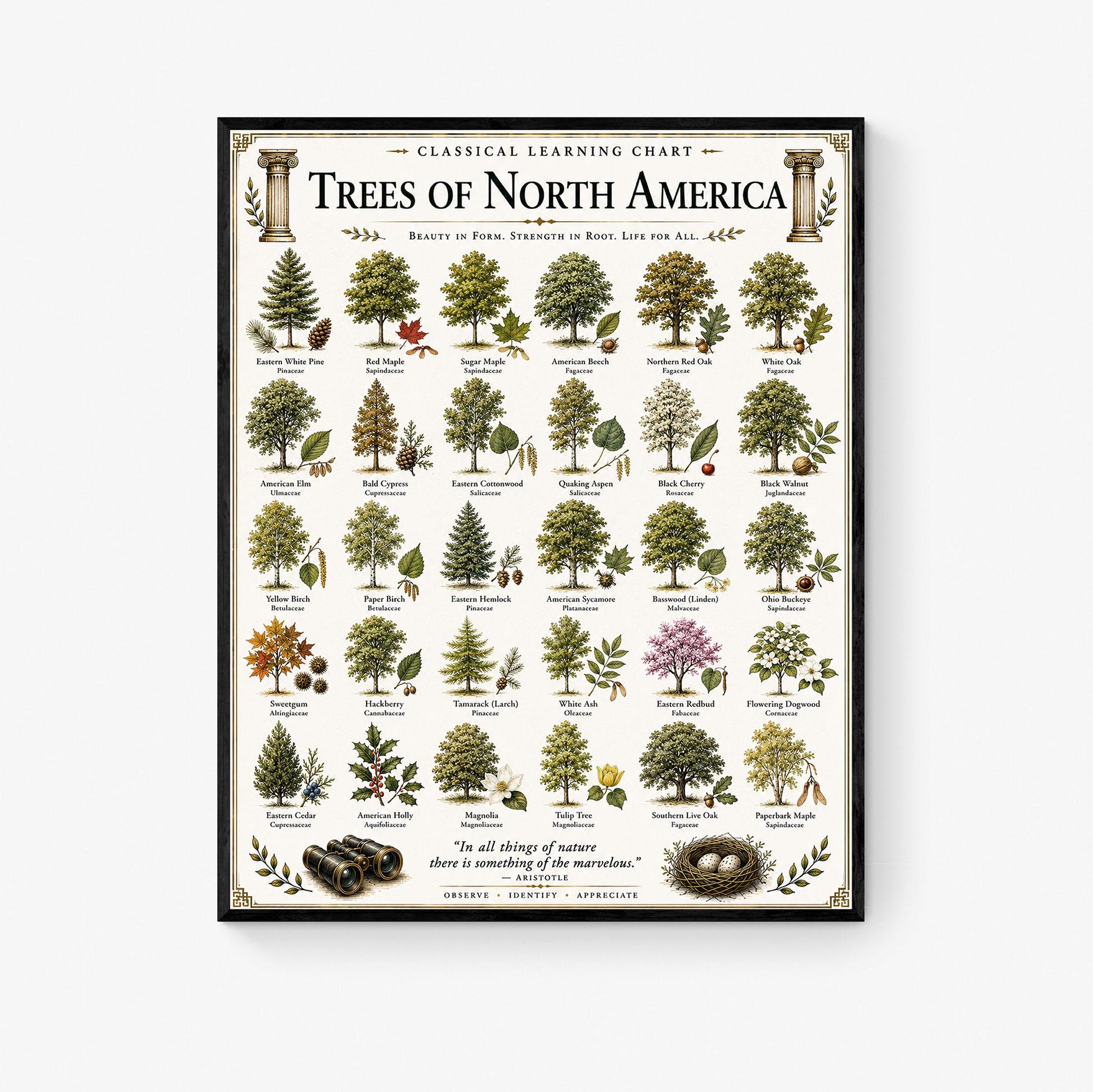 Trees of North America Chart Wall Art Print, Classical Learning Poster, Teacher Classroom Reference, Homeschool, Science Room Decor