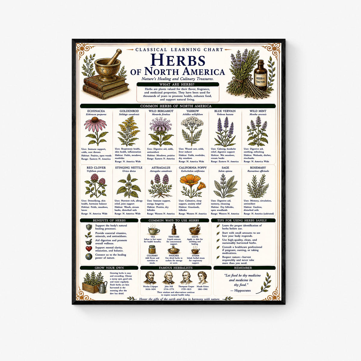 Herbs of North America Chart Wall Art Print, Classical Learning Poster, Teacher Classroom Reference, Homeschool, Botanical Nature Room Decor