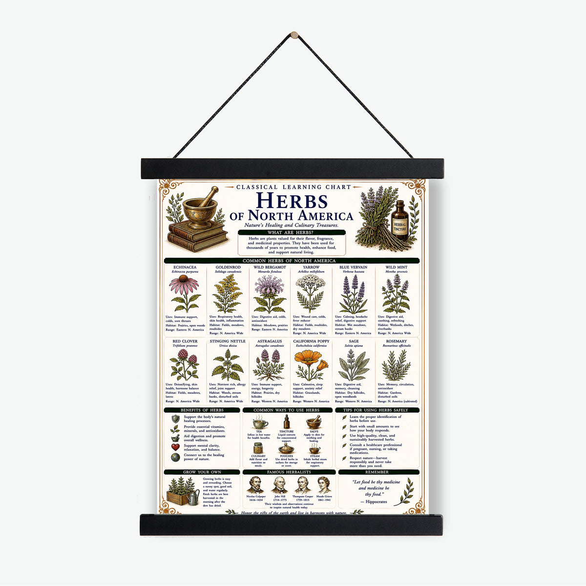 Herbs of North America Chart Wall Art Print, Classical Learning Poster, Teacher Classroom Reference, Homeschool, Botanical Nature Room Decor