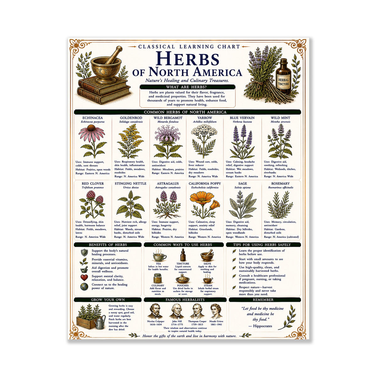 Herbs of North America Chart Wall Art Print, Classical Learning Poster, Teacher Classroom Reference, Homeschool, Botanical Nature Room Decor