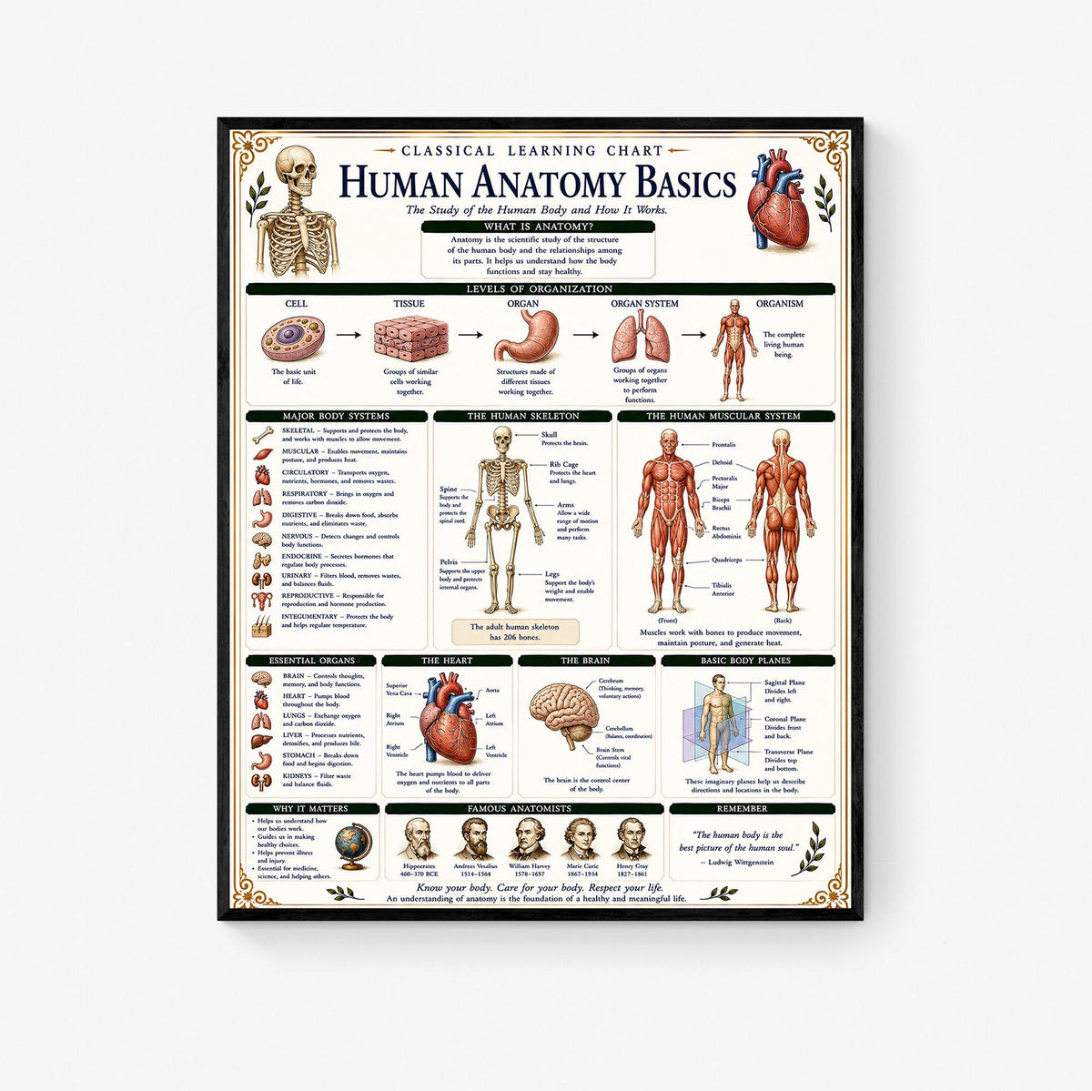 Human Anatomy Basics Chart Wall Art Print, Classical Learning Poster, STEM Teacher Classroom Reference, Homeschool, Science Room Decor