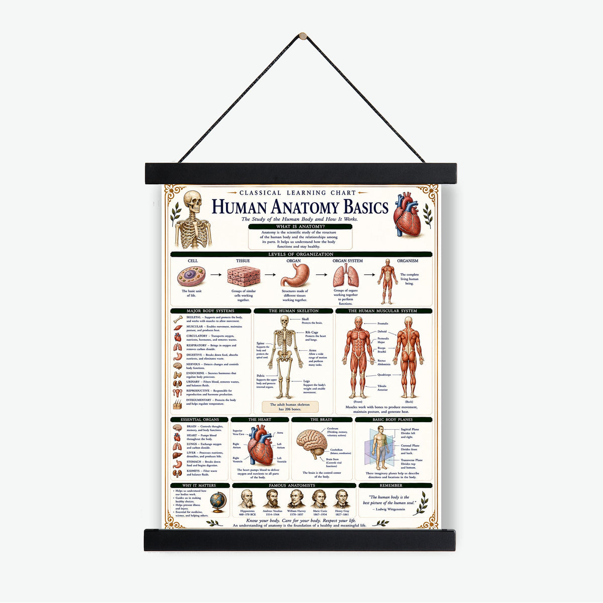 Human Anatomy Basics Chart Wall Art Print, Classical Learning Poster, STEM Teacher Classroom Reference, Homeschool, Science Room Decor