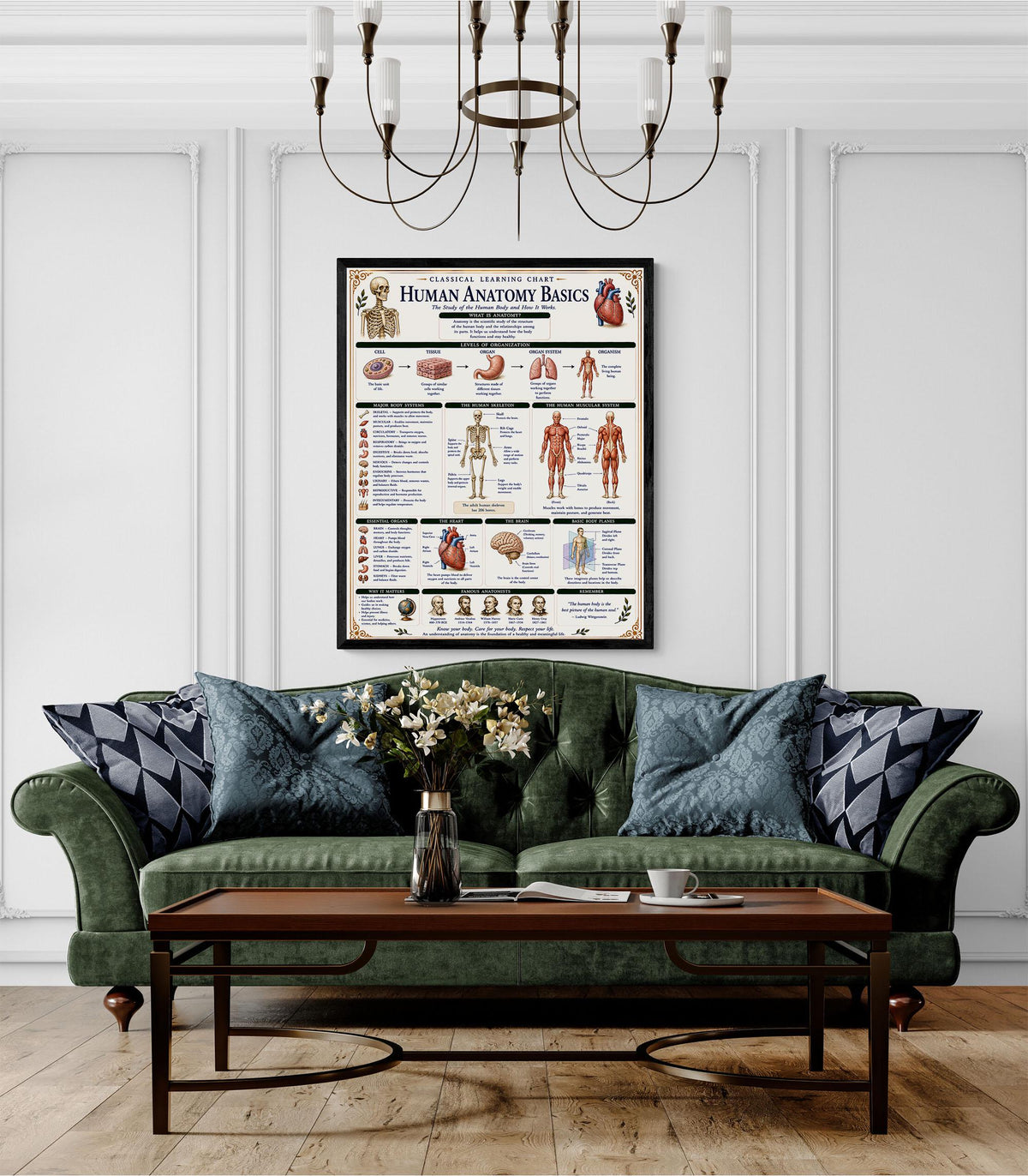 Human Anatomy Basics Chart Wall Art Print, Classical Learning Poster, STEM Teacher Classroom Reference, Homeschool, Science Room Decor