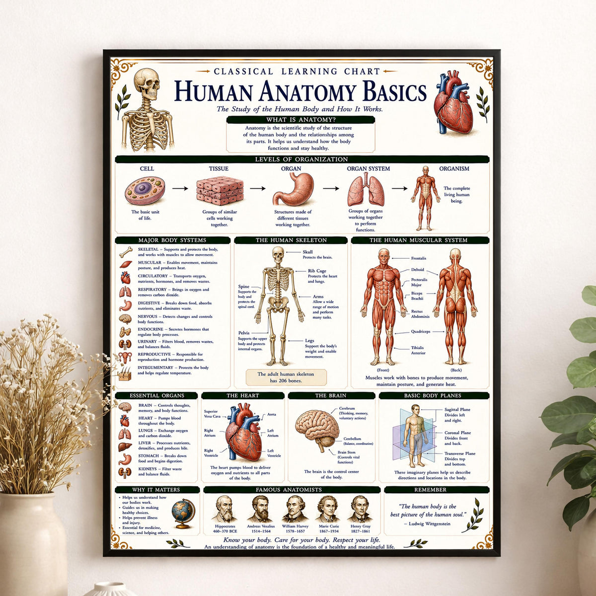Human Anatomy Basics Chart Wall Art Print, Classical Learning Poster, STEM Teacher Classroom Reference, Homeschool, Science Room Decor