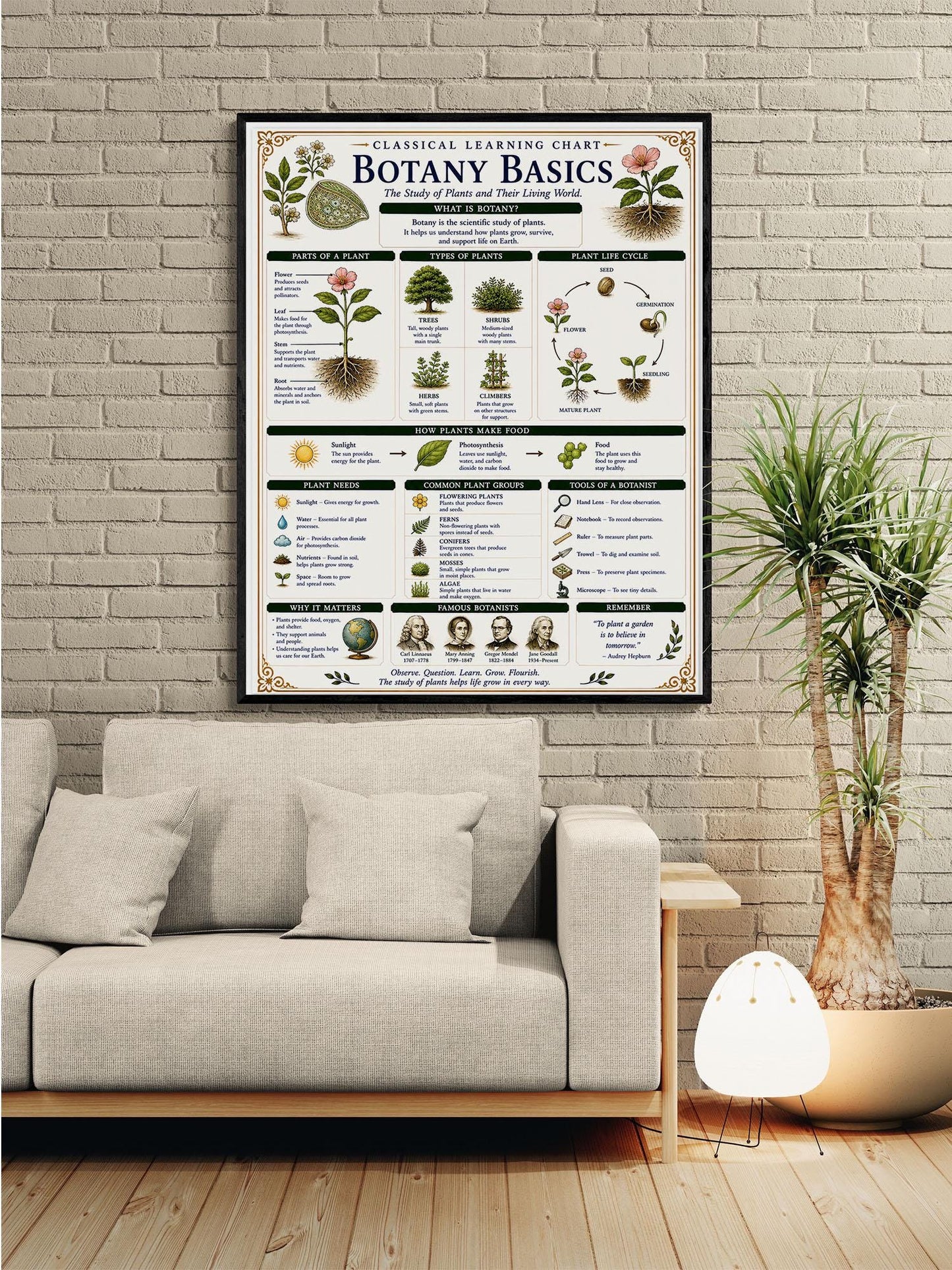 Botany Basics Chart Wall Art Print, Classical Learning Poster, STEM Teacher Classroom Reference, Homeschool, Plant Science Room Decor