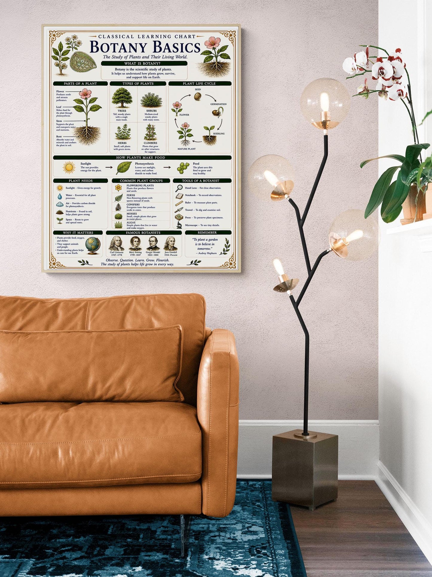 Botany Basics Chart Wall Art Print, Classical Learning Poster, STEM Teacher Classroom Reference, Homeschool, Plant Science Room Decor