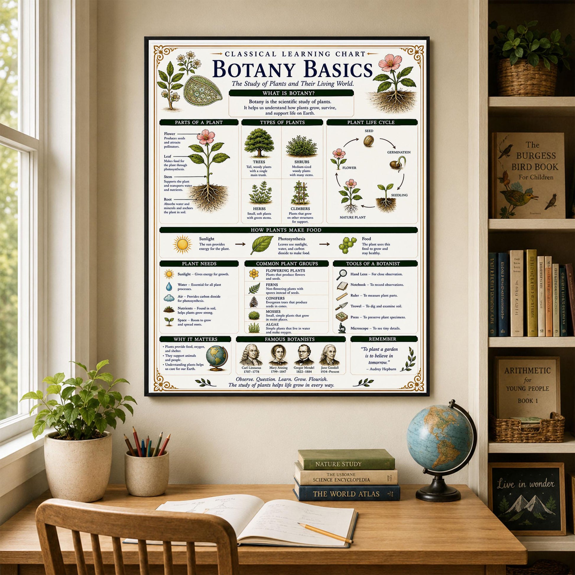 Botany Basics Chart Wall Art Print, Classical Learning Poster, STEM Teacher Classroom Reference, Homeschool, Plant Science Room Decor