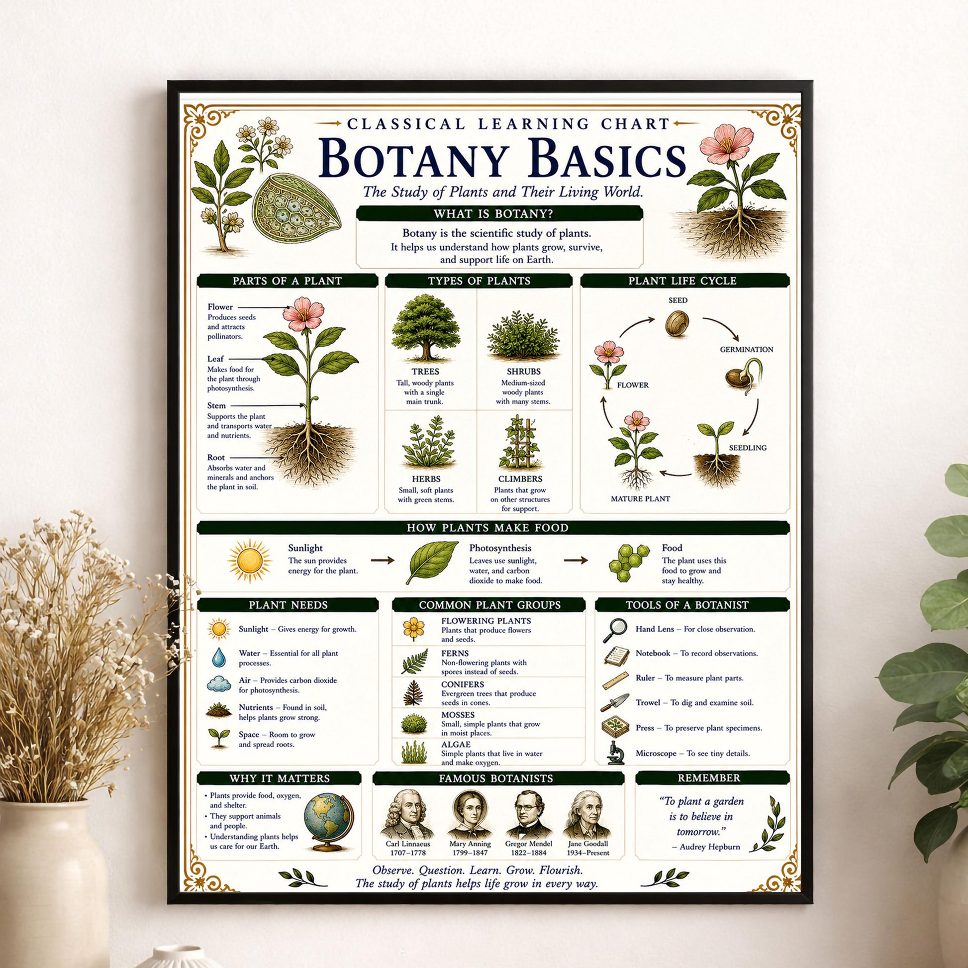 Botany Basics Chart Wall Art Print, Classical Learning Poster, STEM Teacher Classroom Reference, Homeschool, Plant Science Room Decor