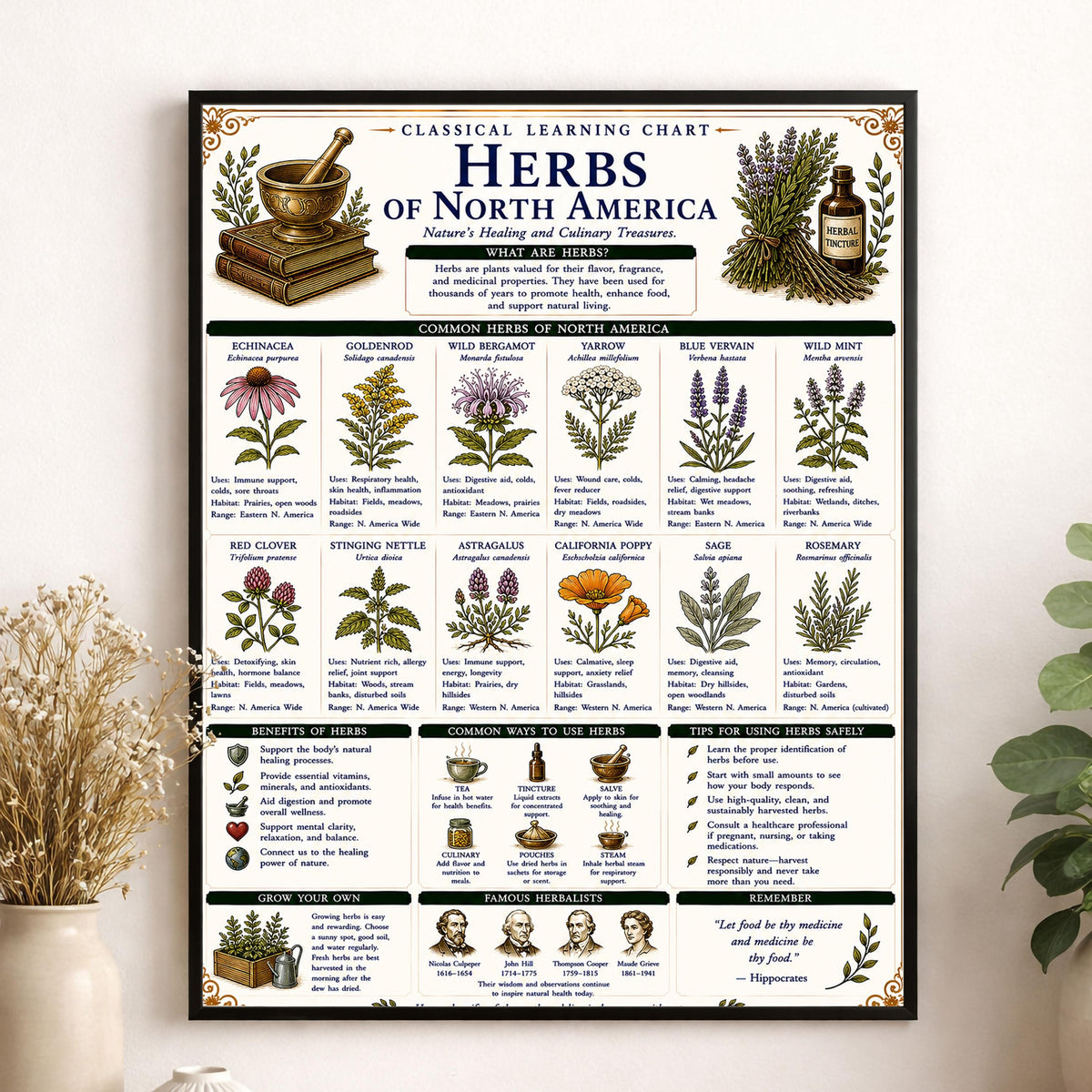 Herbs of North America Chart Wall Art Print, Classical Learning Poster, Teacher Classroom Reference, Homeschool, Botanical Nature Room Decor