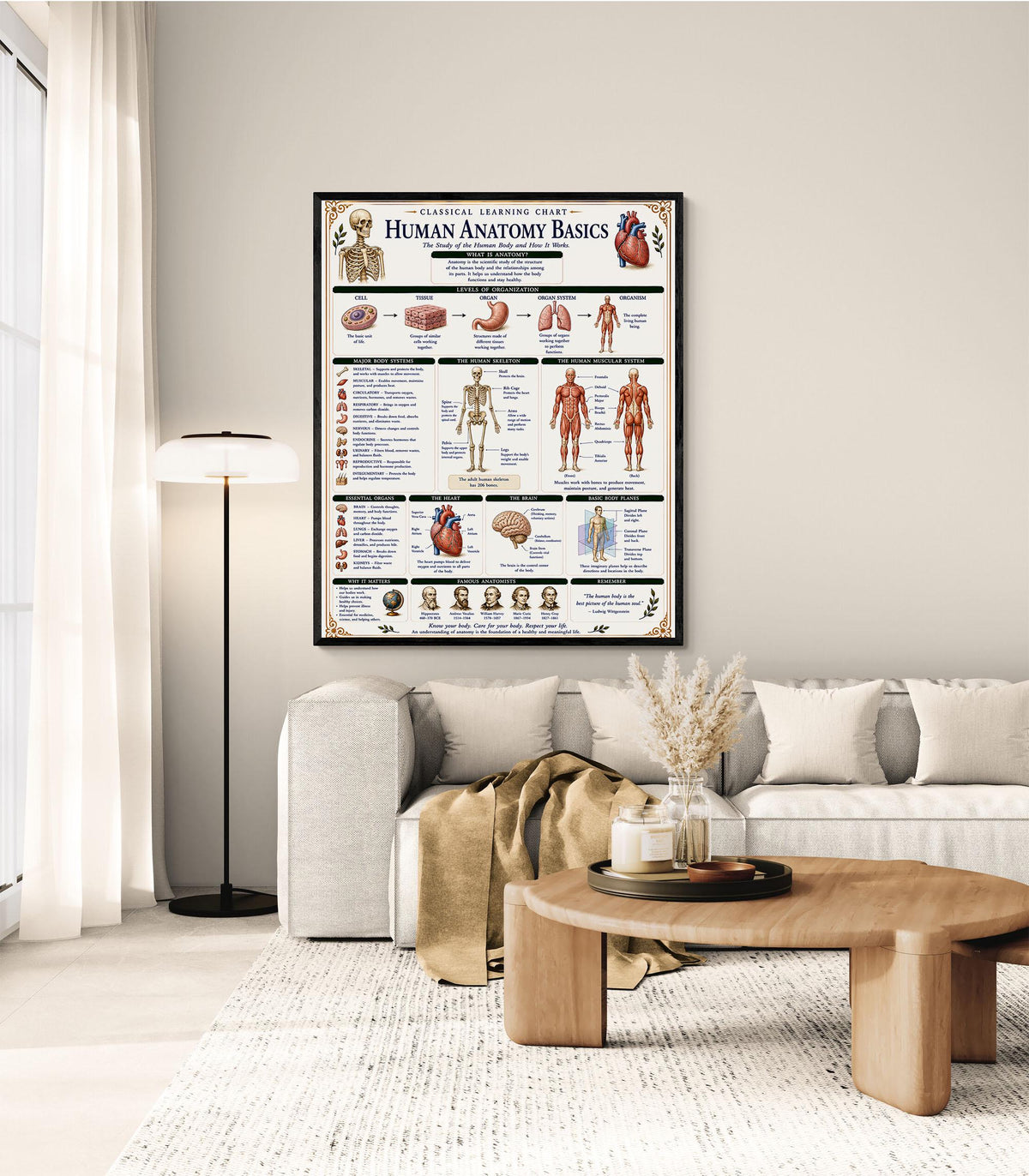 Human Anatomy Basics Chart Wall Art Print, Classical Learning Poster, STEM Teacher Classroom Reference, Homeschool, Science Room Decor