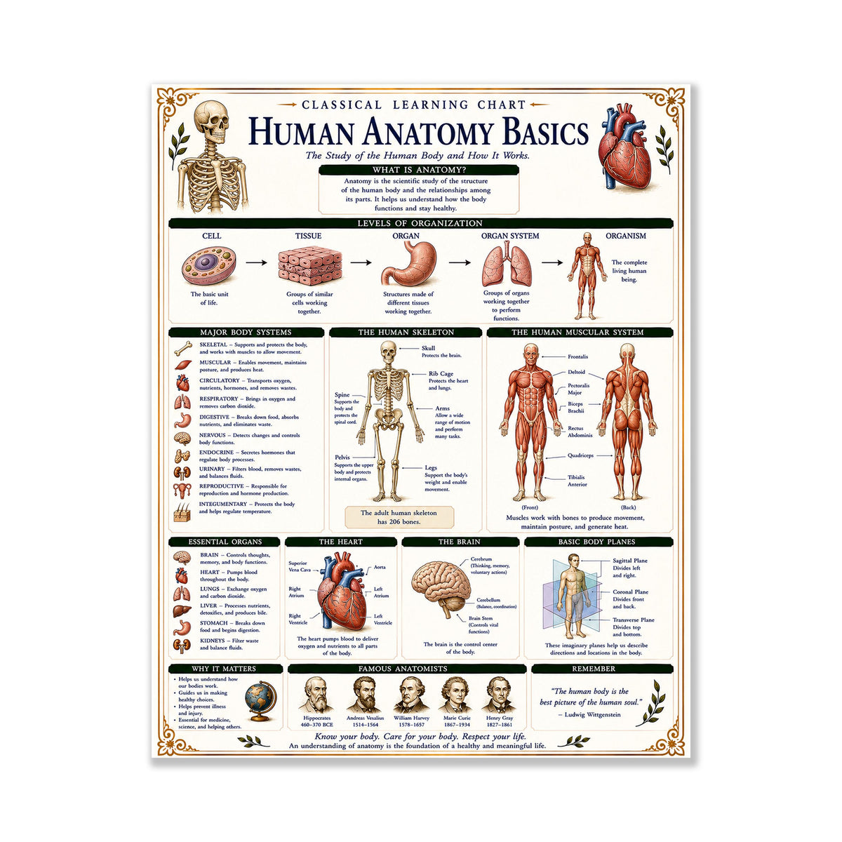 Human Anatomy Basics Chart Wall Art Print, Classical Learning Poster, STEM Teacher Classroom Reference, Homeschool, Science Room Decor