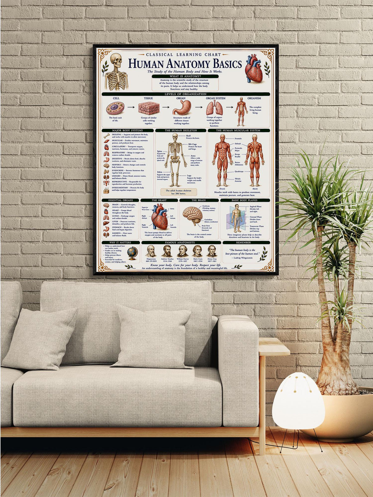 Human Anatomy Basics Chart Wall Art Print, Classical Learning Poster, STEM Teacher Classroom Reference, Homeschool, Science Room Decor