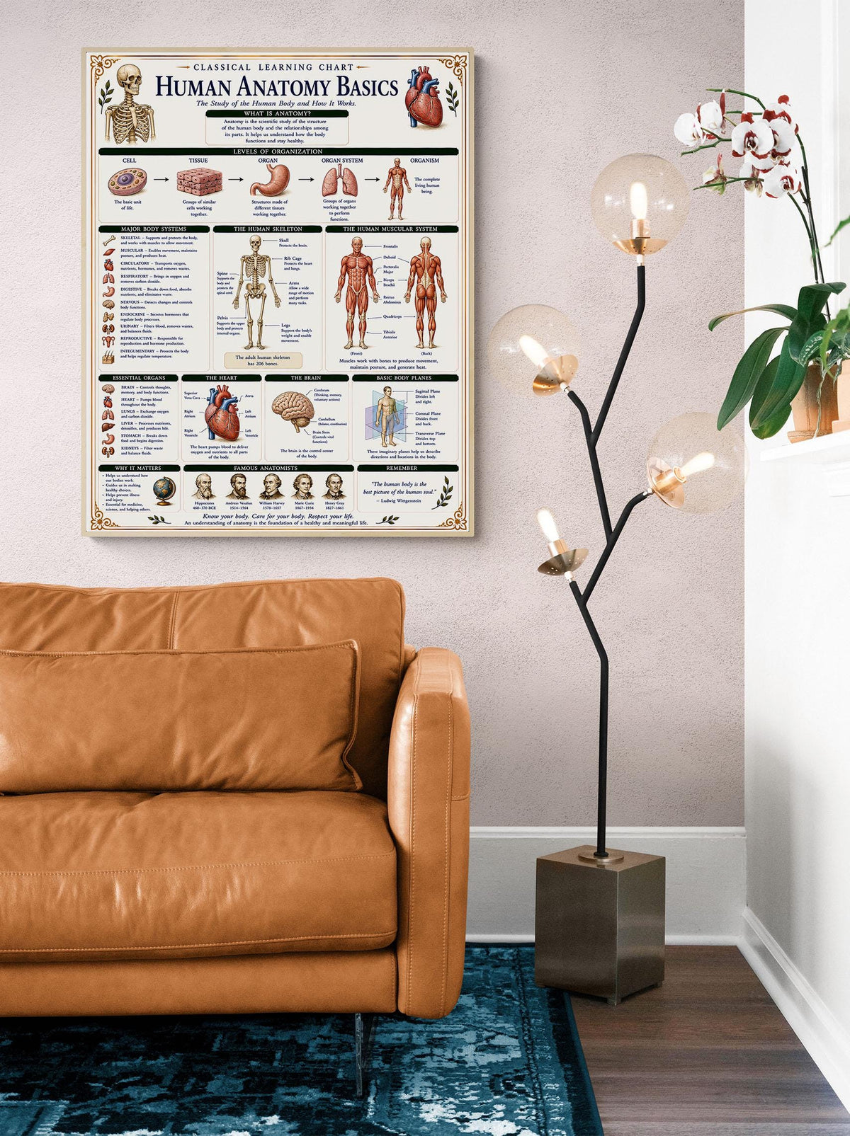 Human Anatomy Basics Chart Wall Art Print, Classical Learning Poster, STEM Teacher Classroom Reference, Homeschool, Science Room Decor