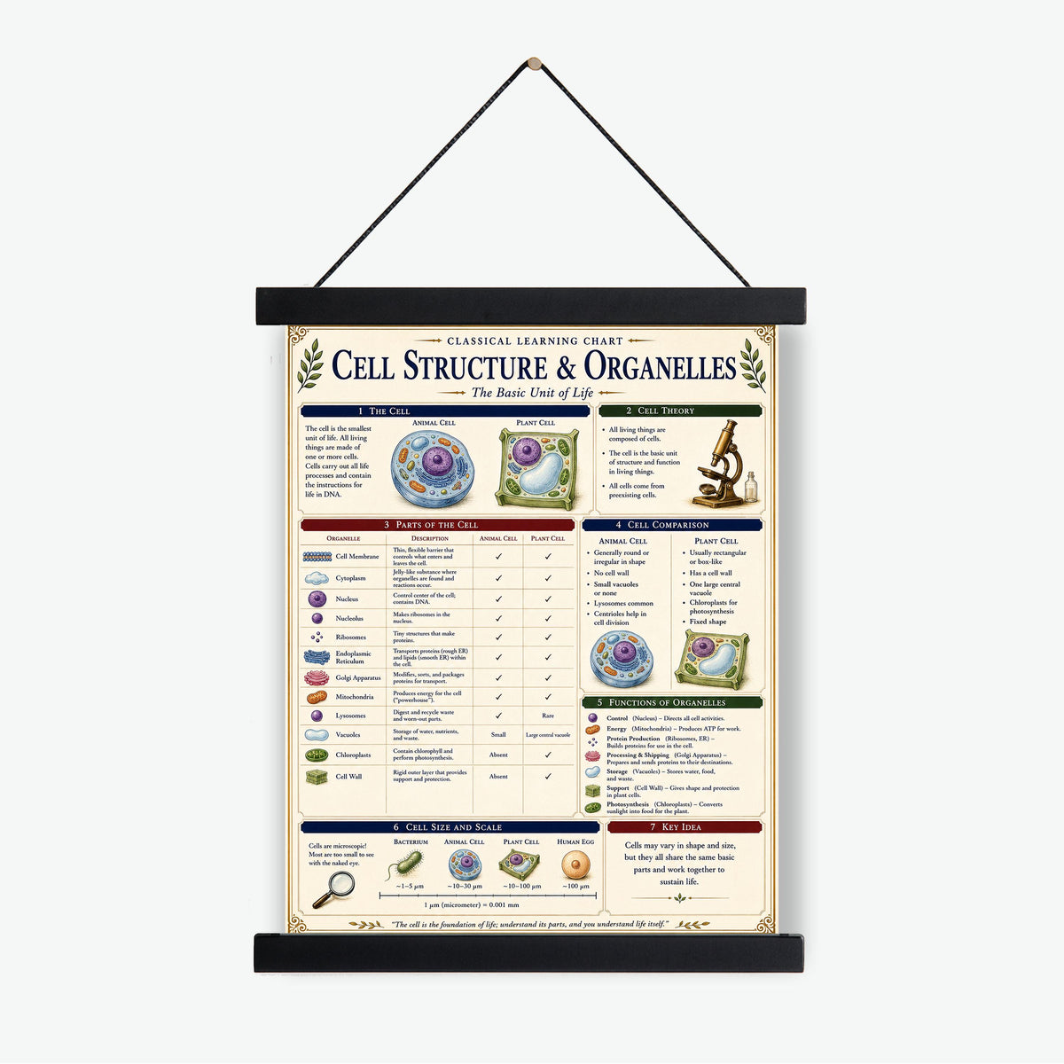 Cell Structure Biology Chart Wall Art Print, Classical Learning Poster, Teacher Classroom Reference, Homeschool, Science Room Decor