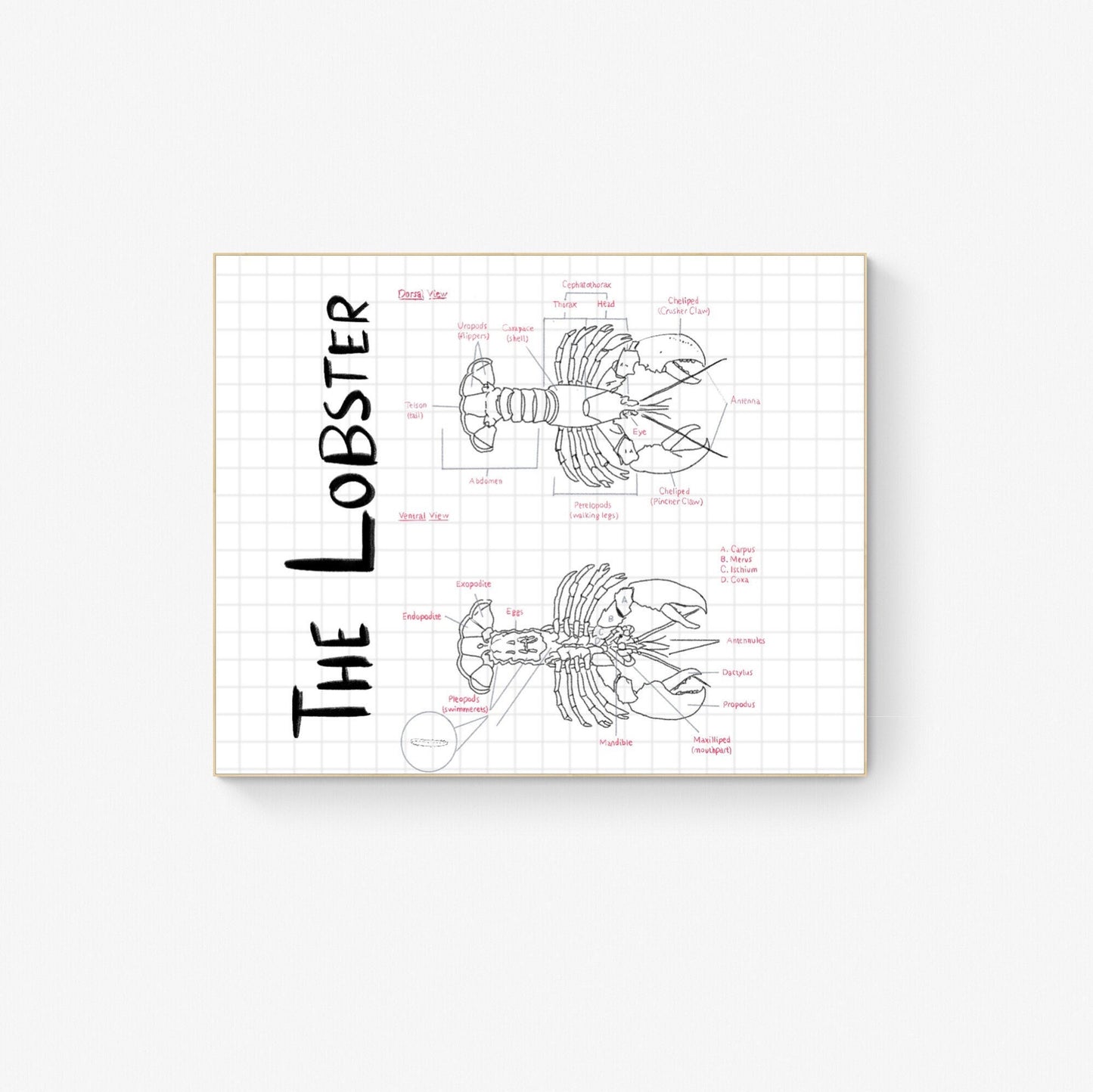 Hand-Drawn Lobster Anatomy Art Print