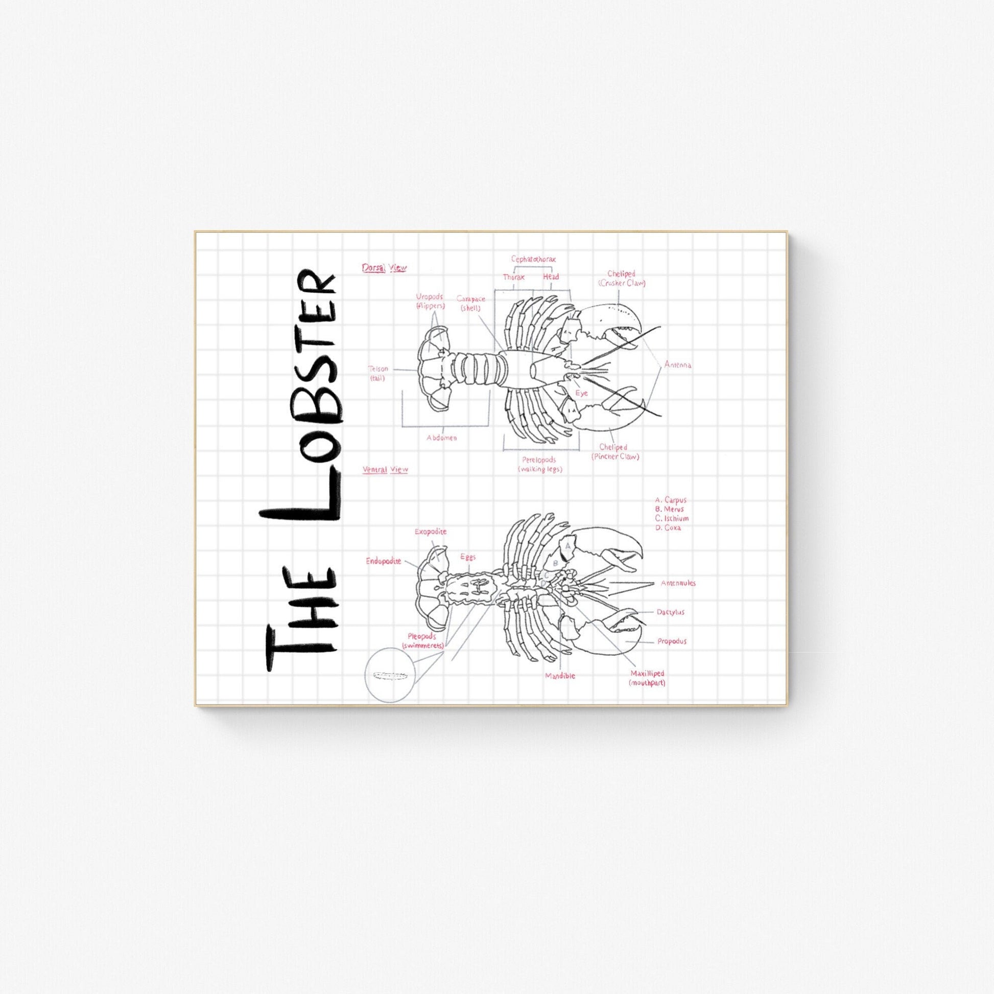 Hand-Drawn Lobster Anatomy Art Print