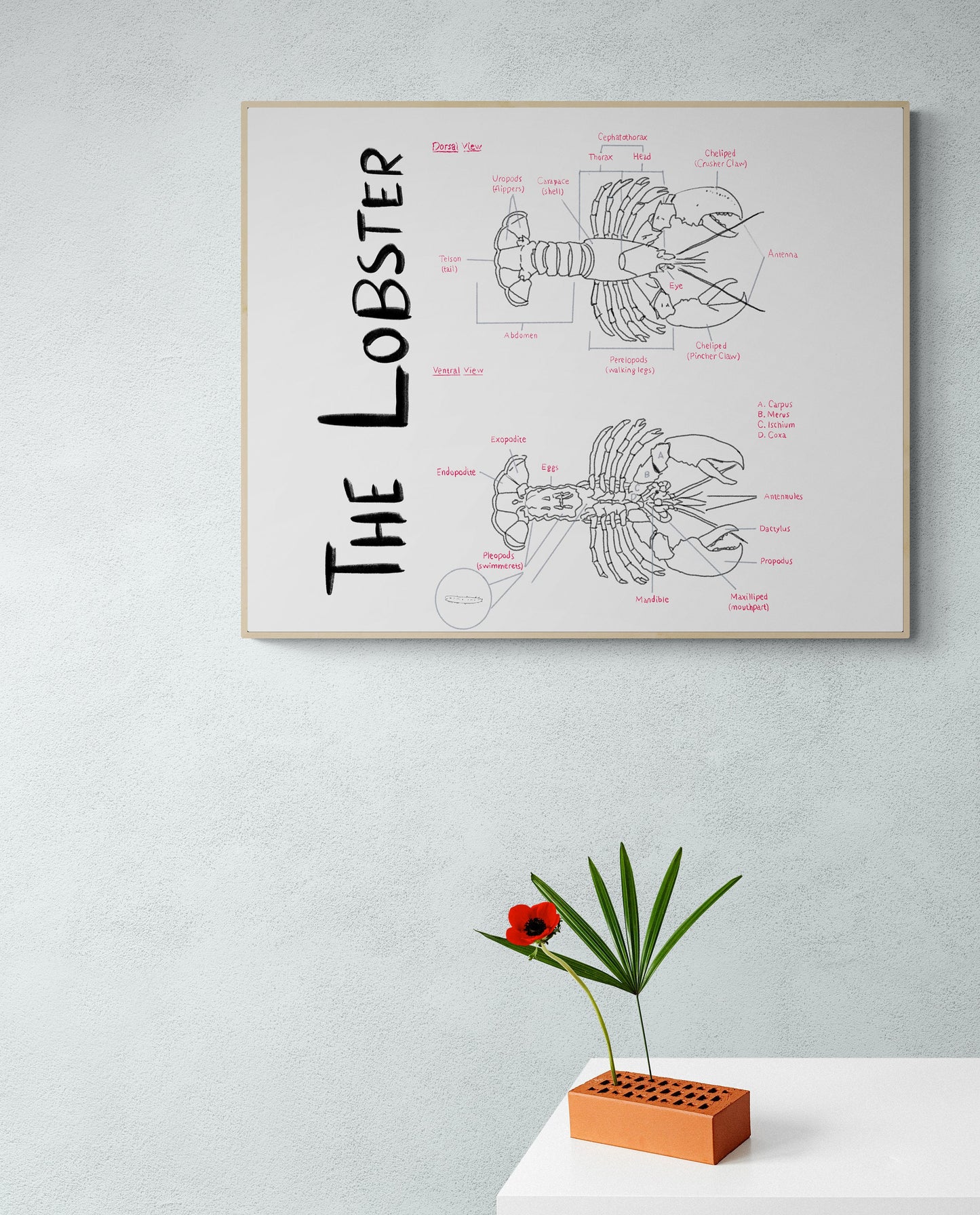 Hand-Drawn Lobster Anatomy Art Print