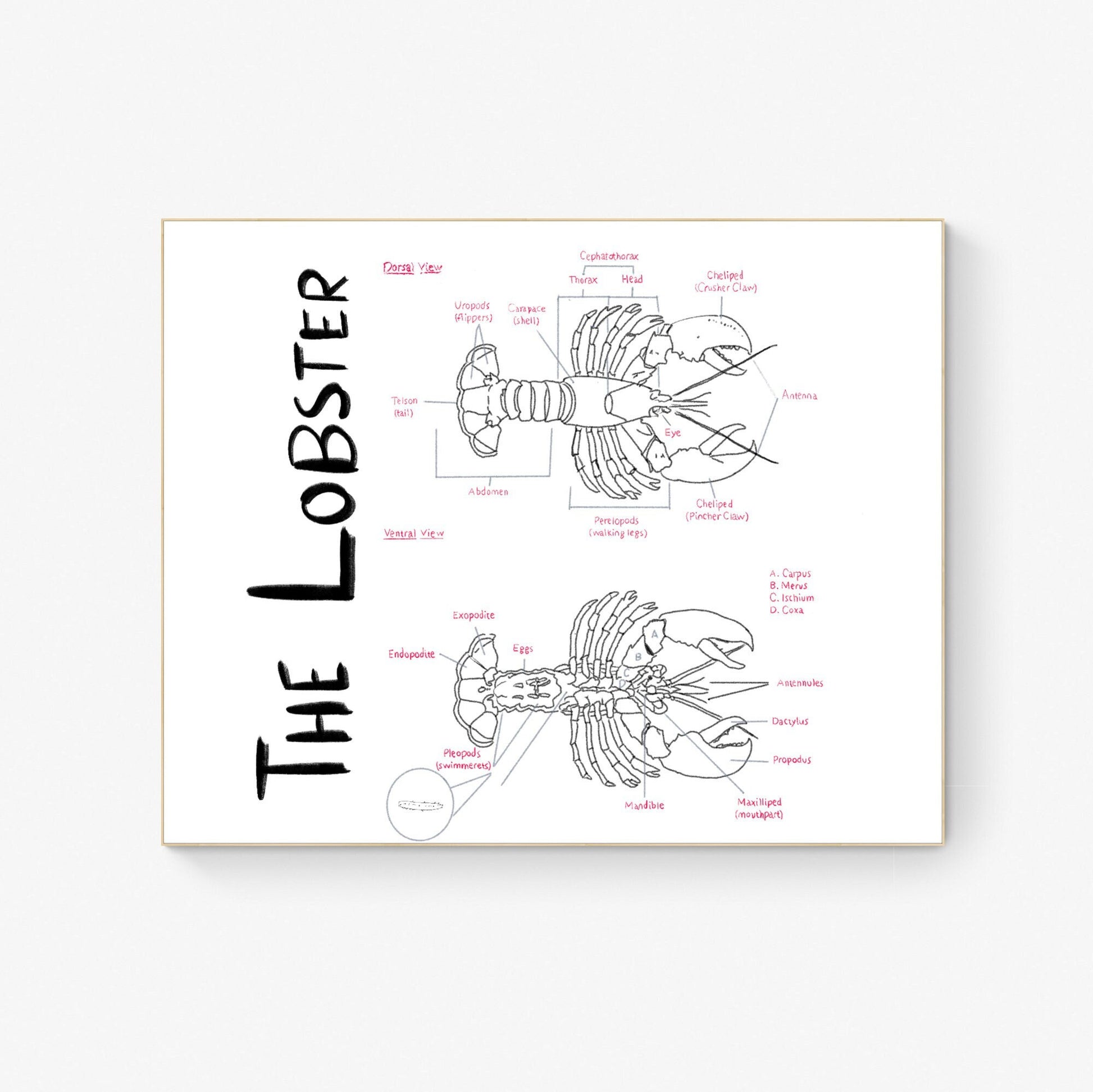 Hand-Drawn Lobster Anatomy Art Print
