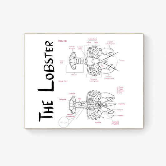 Hand-Drawn Lobster Anatomy Art Print